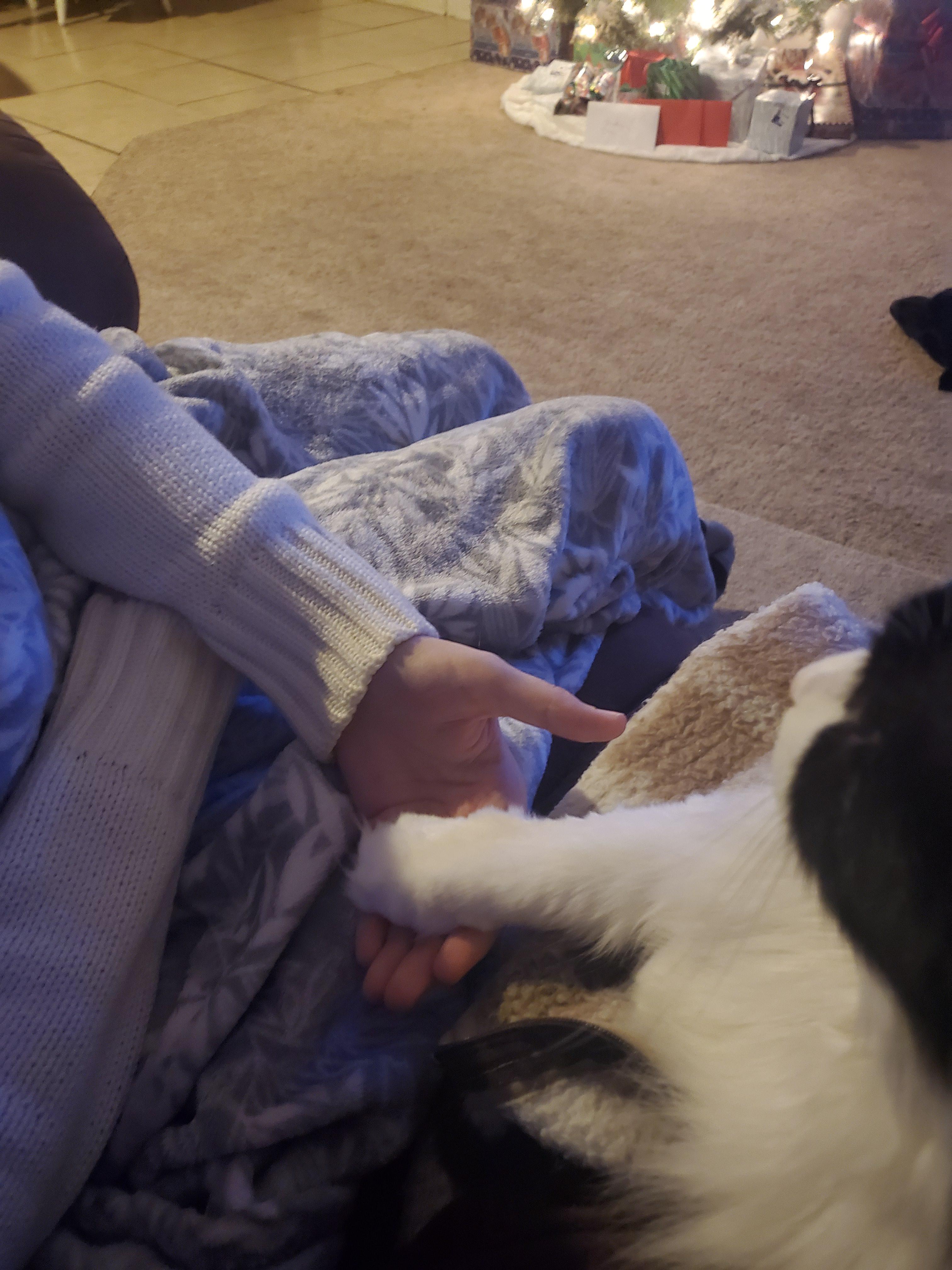 My sisters cat doesnt like anyone touching his paws (tho theyre soft