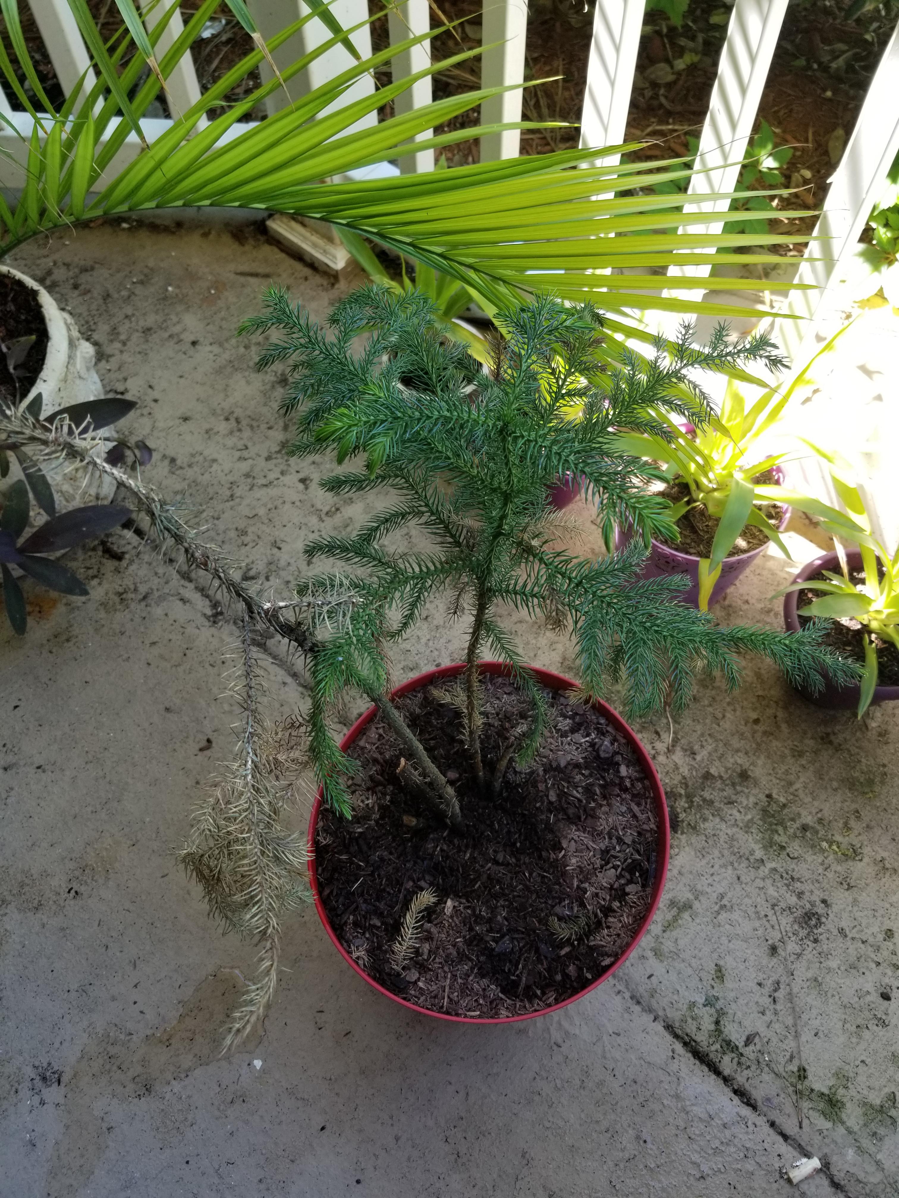 Had this Norfolk Island Pine since last Christmas, worried it might be