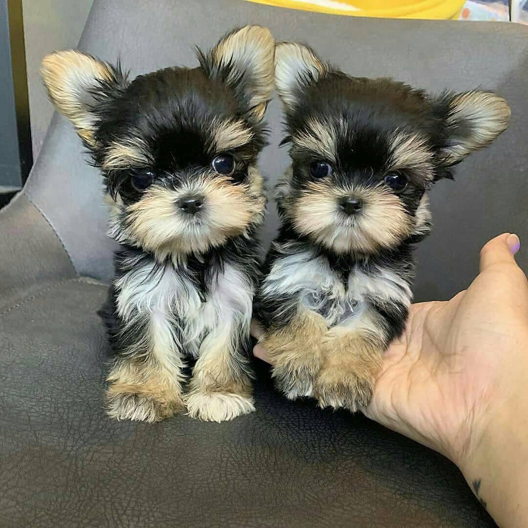 Two 8 week old Yorkie Pups!!! r/rarepuppers