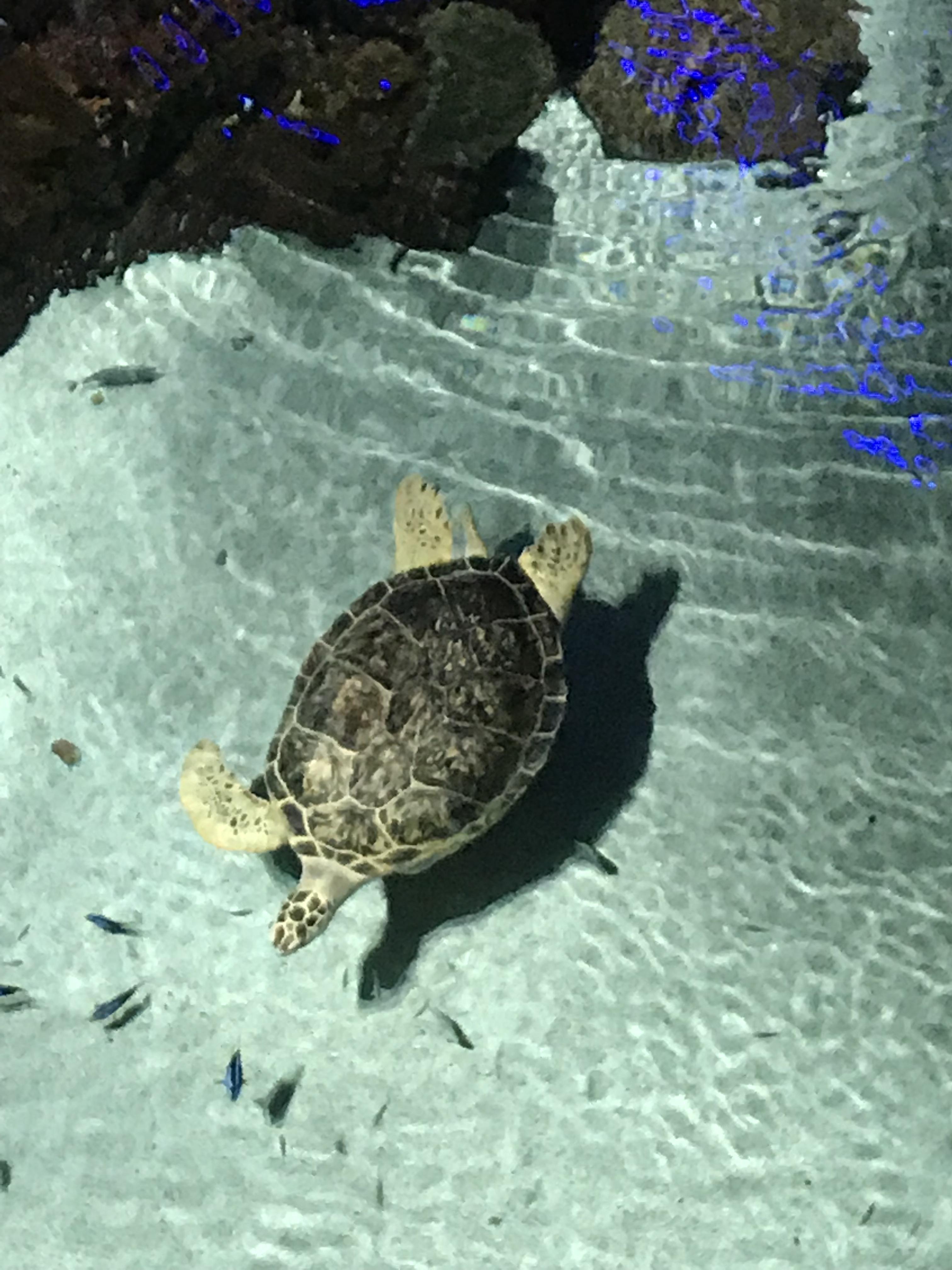 3 limbed turtle at the Baltimore aquarium r/pics