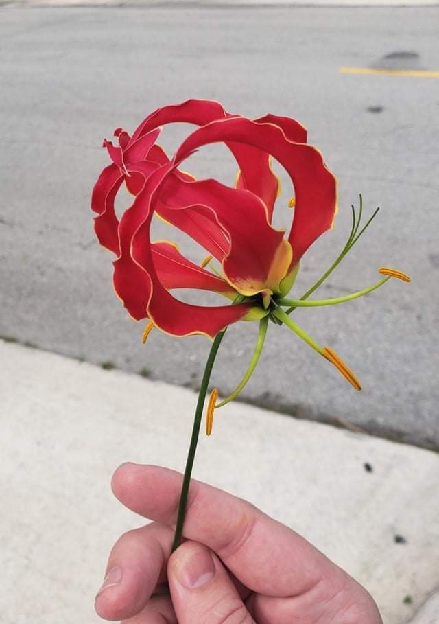 The fire Lily is real!!! r/TheLastAirbender