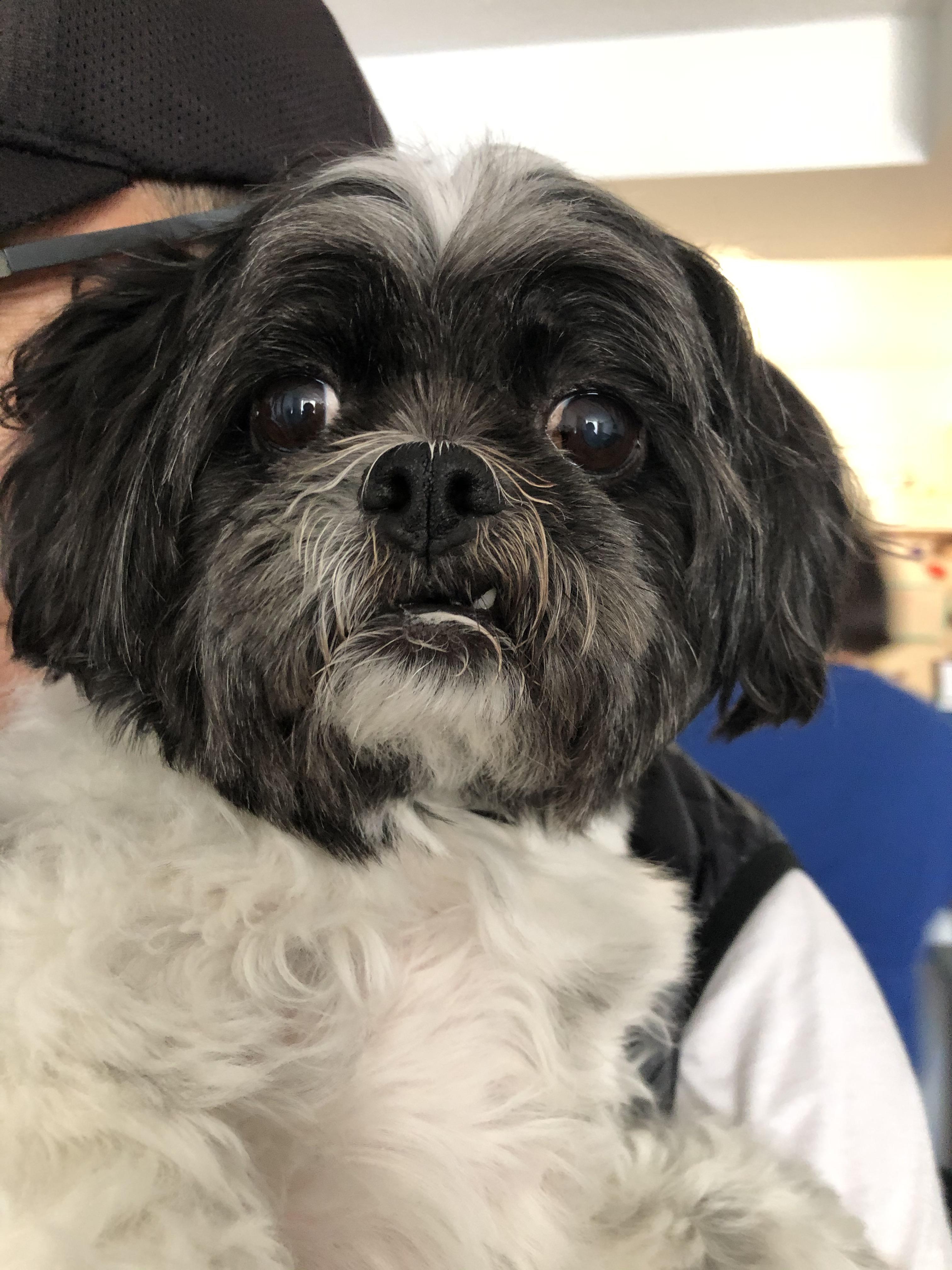 Do Most Shih Tzus Have An Underbite Shih Tzu Dog