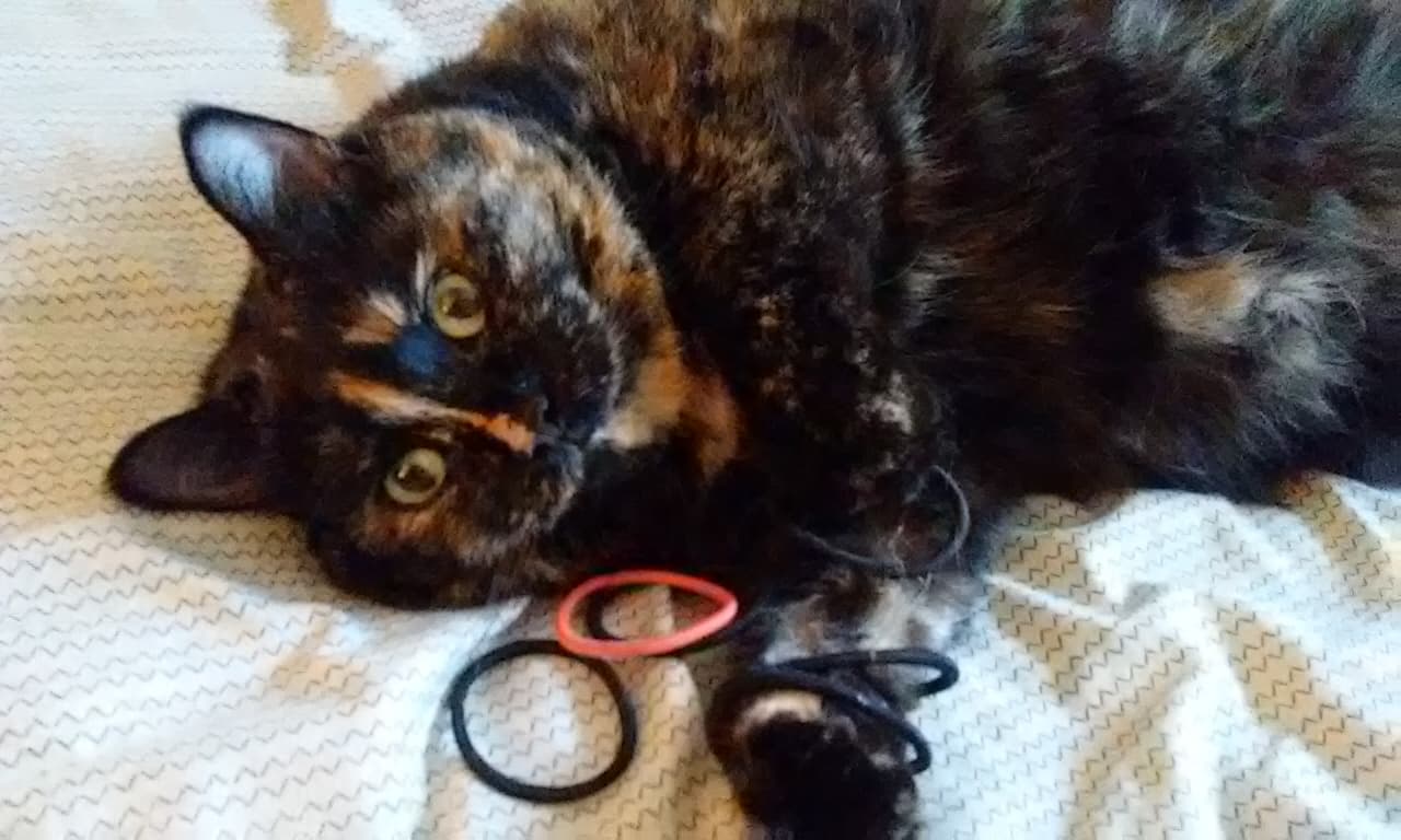 My cat has a thing for hair ties. Imagine her shock when I found all
