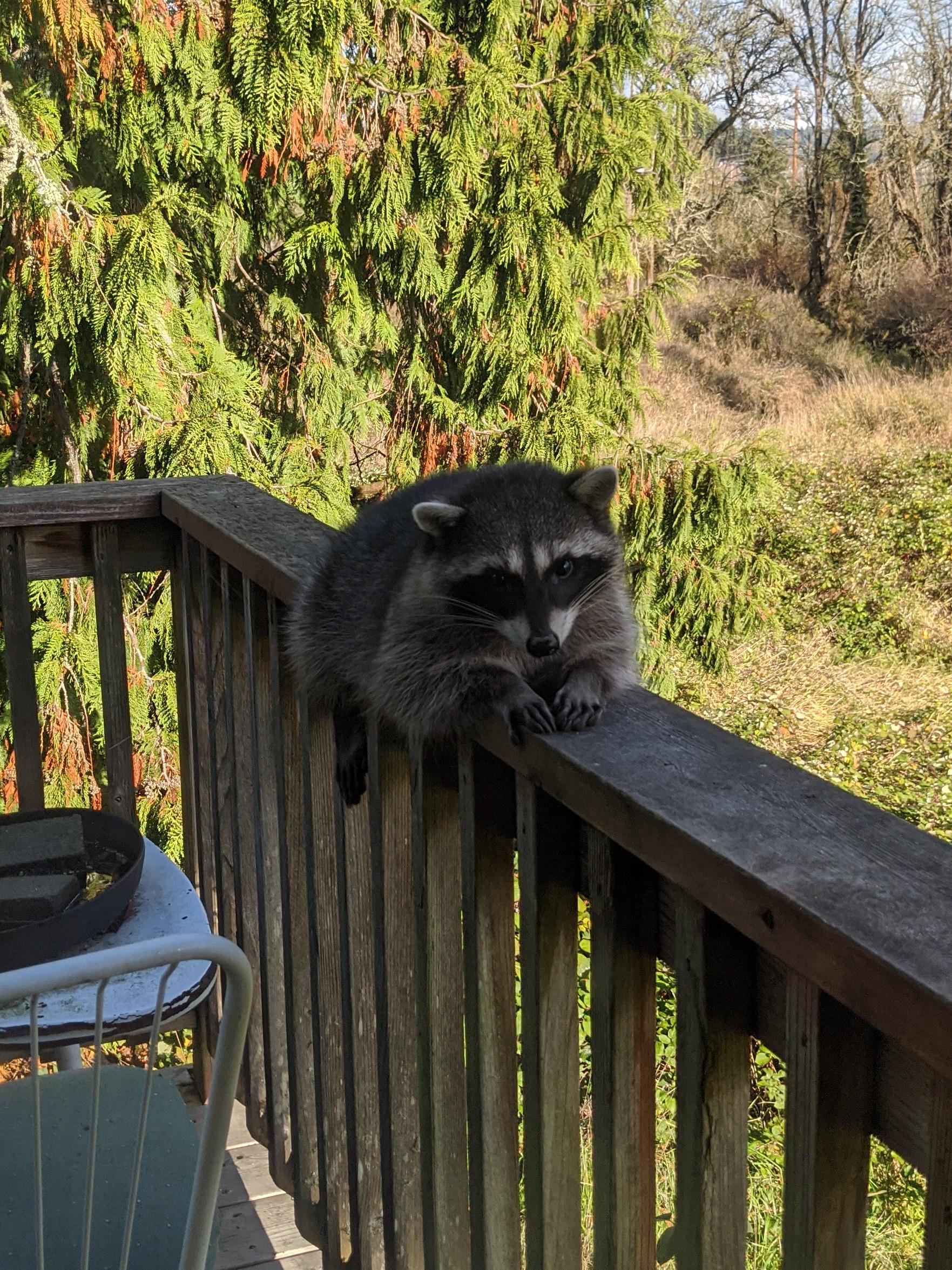 baby raccoon lounging on our deck today while their family forages