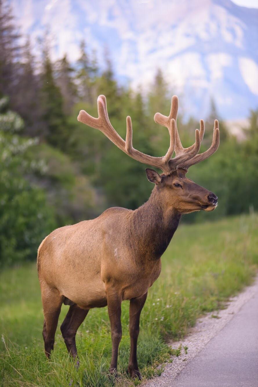 Bull Elk in northern Alberta! Shot on my Nikon D610 r