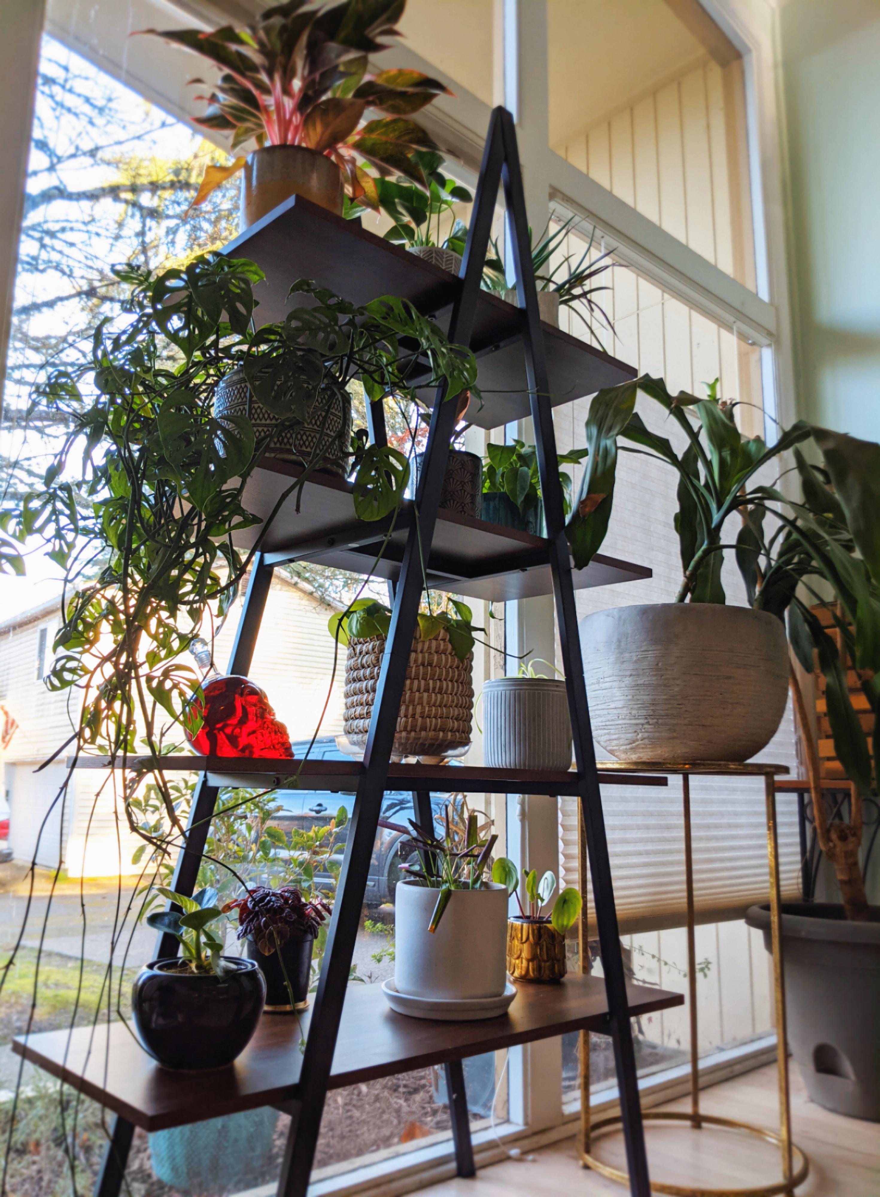 My plants weren't getting enough light upstairs, so got this lovely