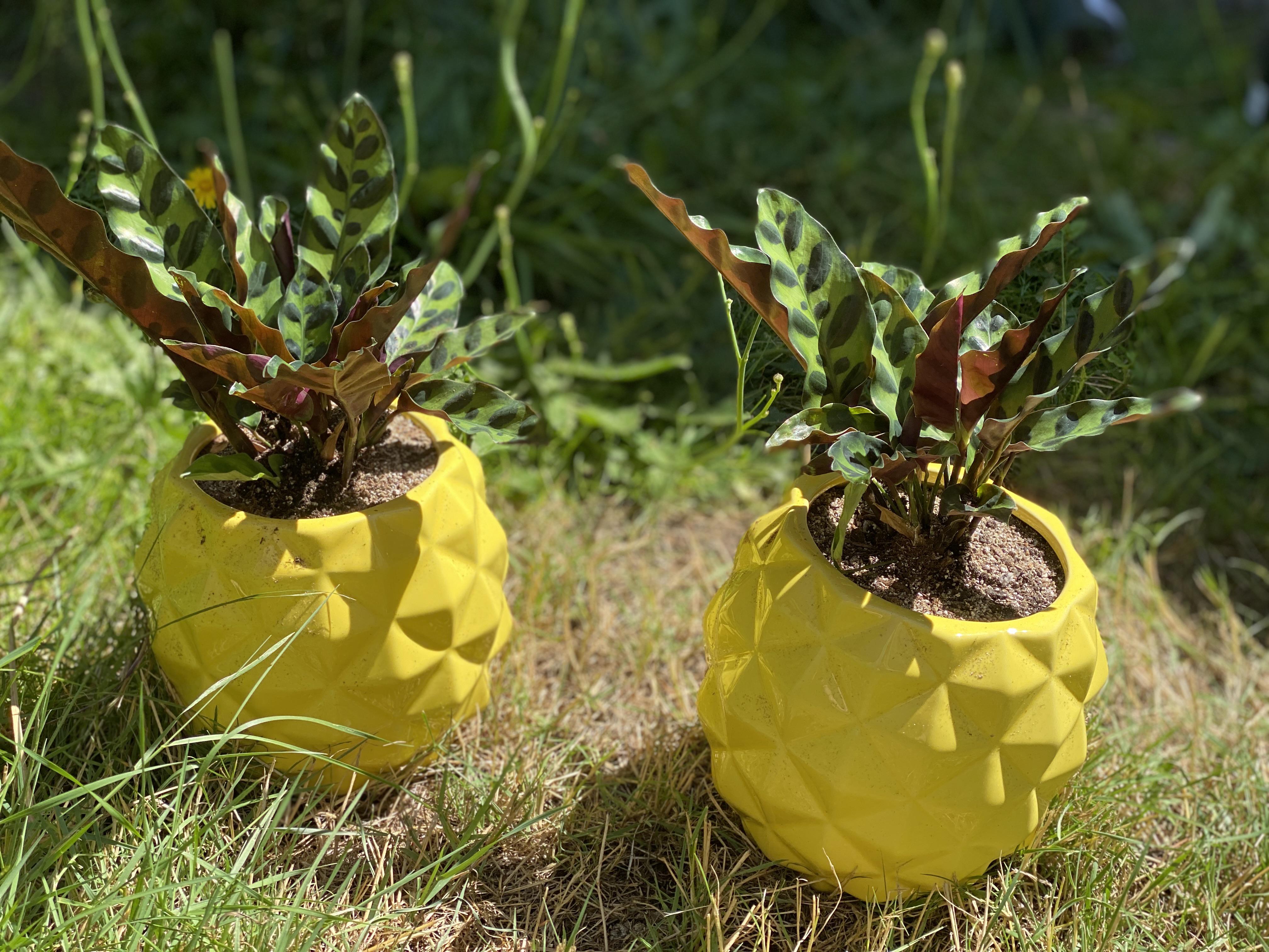 Found new nontoxic plants for my bathroom. In love with this combo