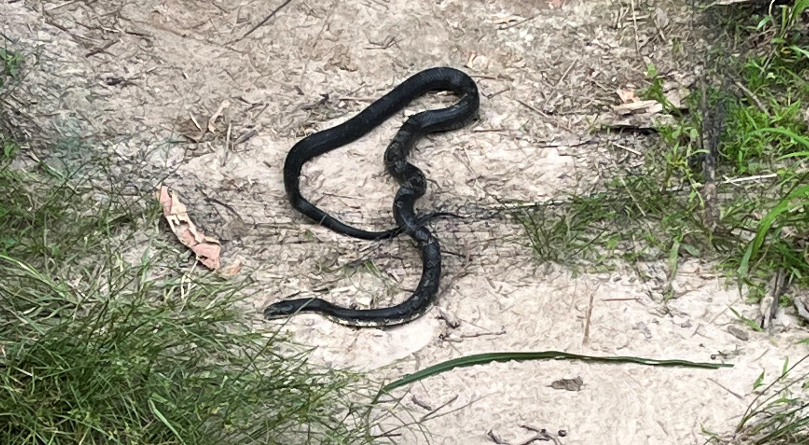 Need help identifying snake [St. Louis, MO] r/whatsthissnake