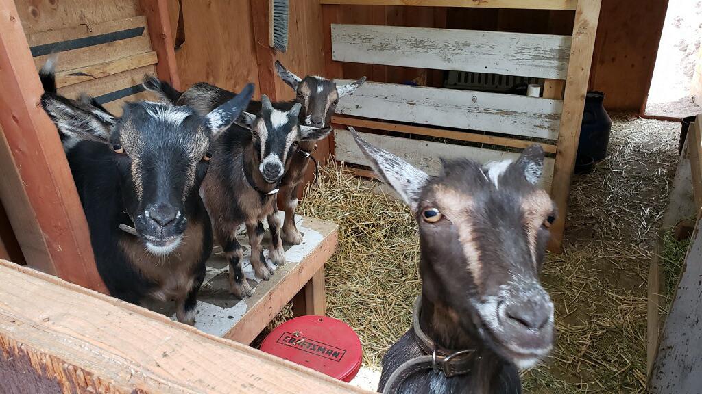 Did you say “Treat”? r/goats