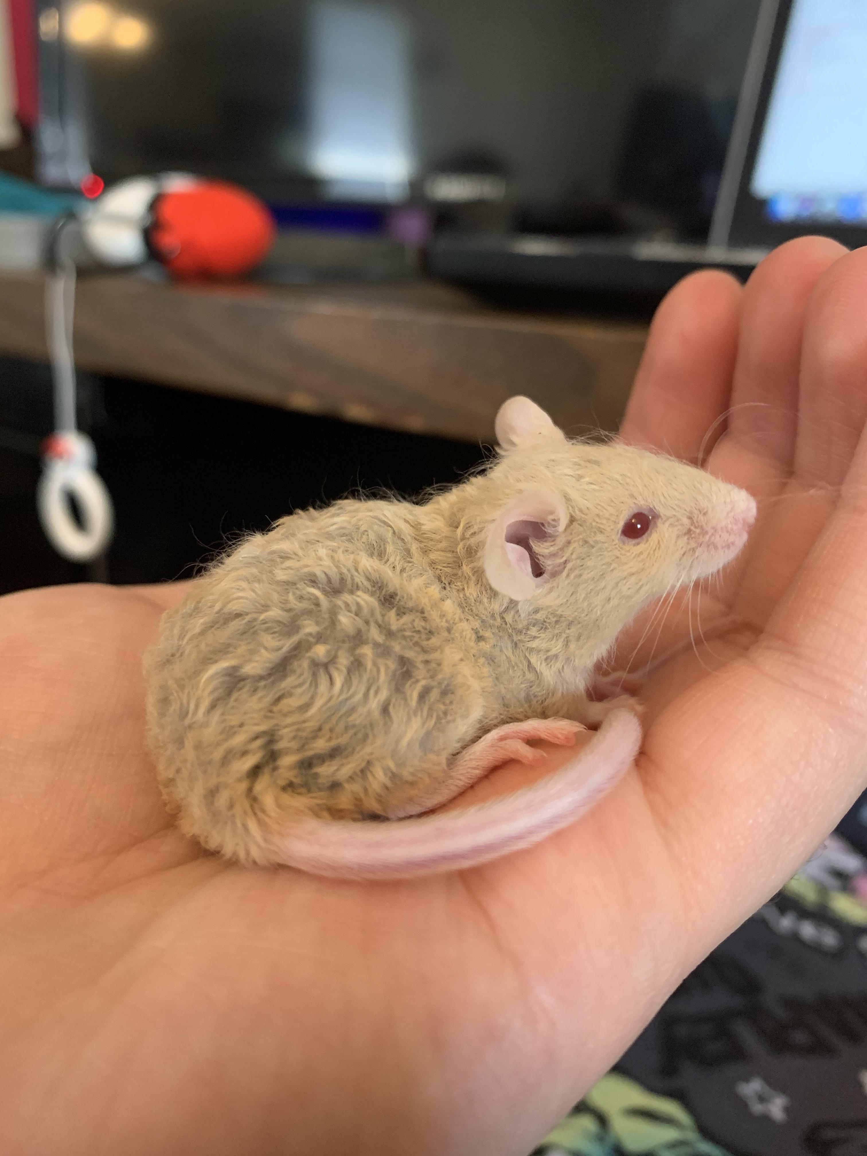 Tips on the best way to introduce her to my other 2 girls. I put them