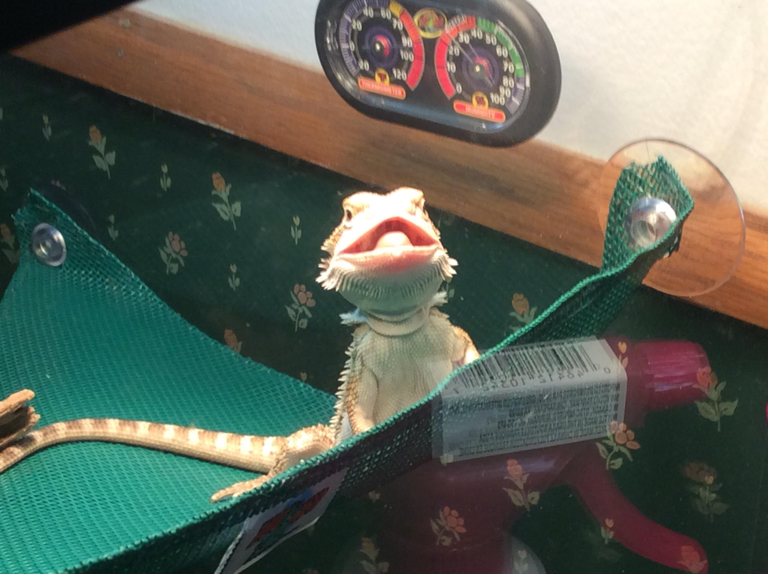 my new baby beardie, he likes licking everything, eating, and exploring