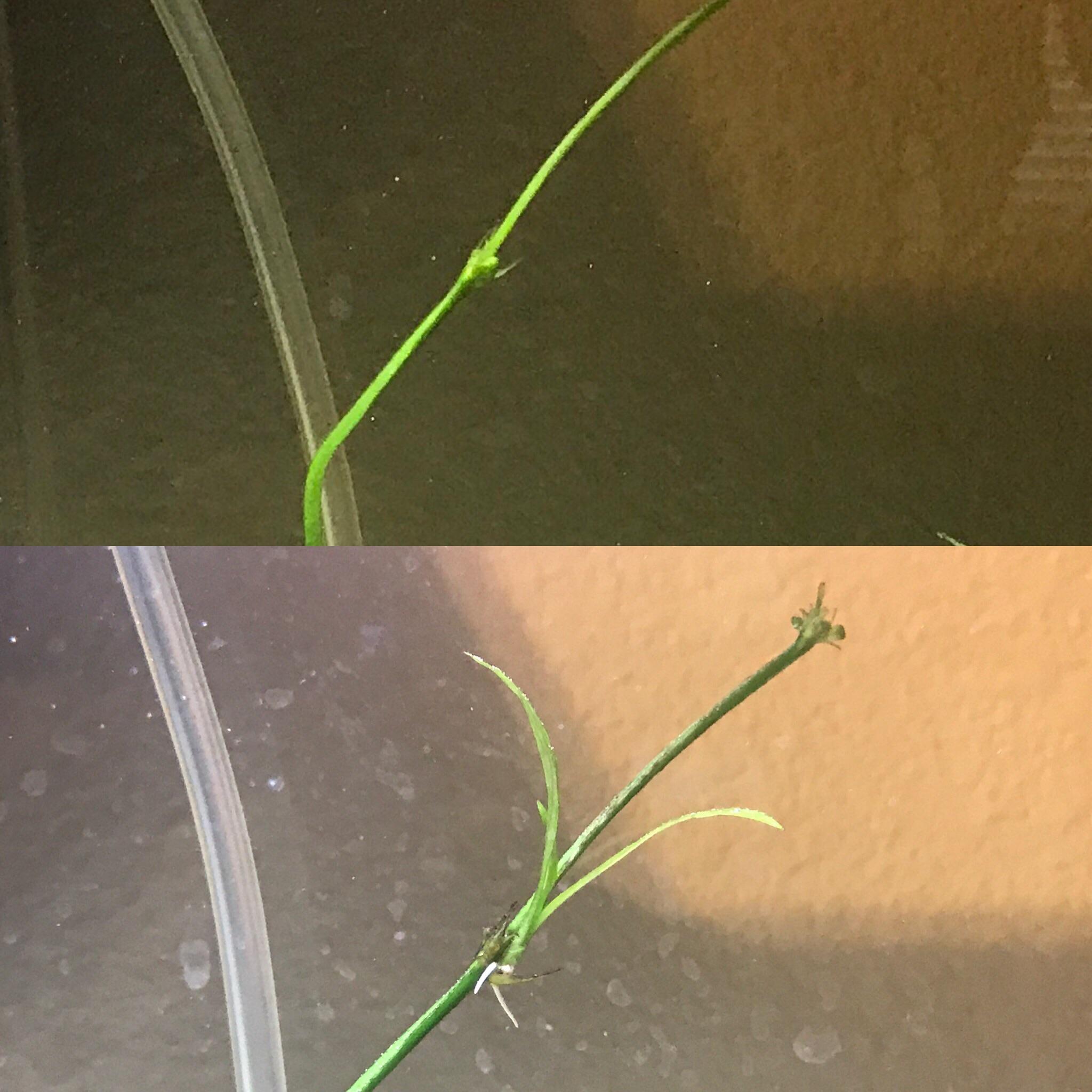 Much better example of the growth! Taken one month apart (Amazon Sword
