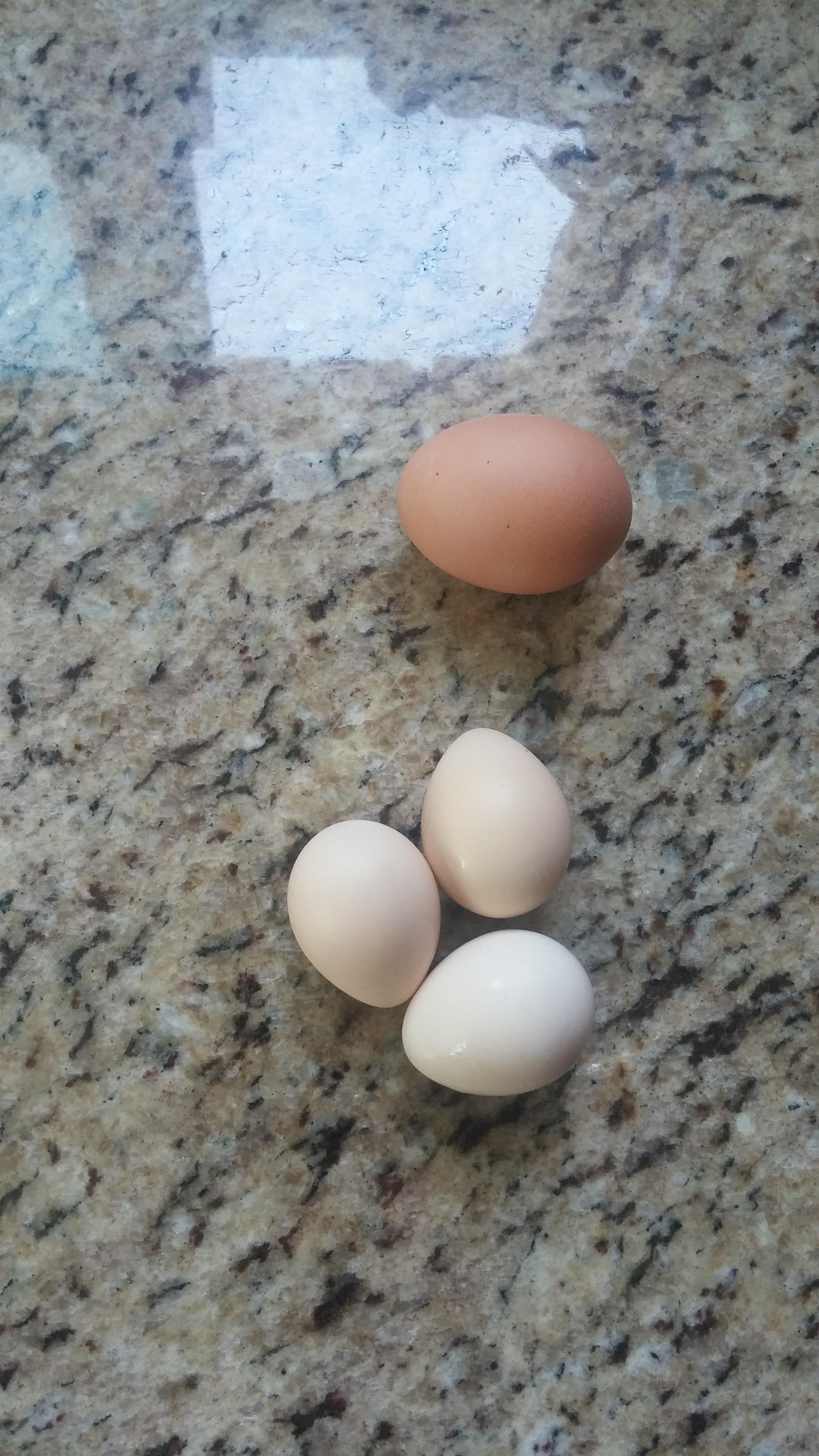 First pheasant eggs! r/homestead