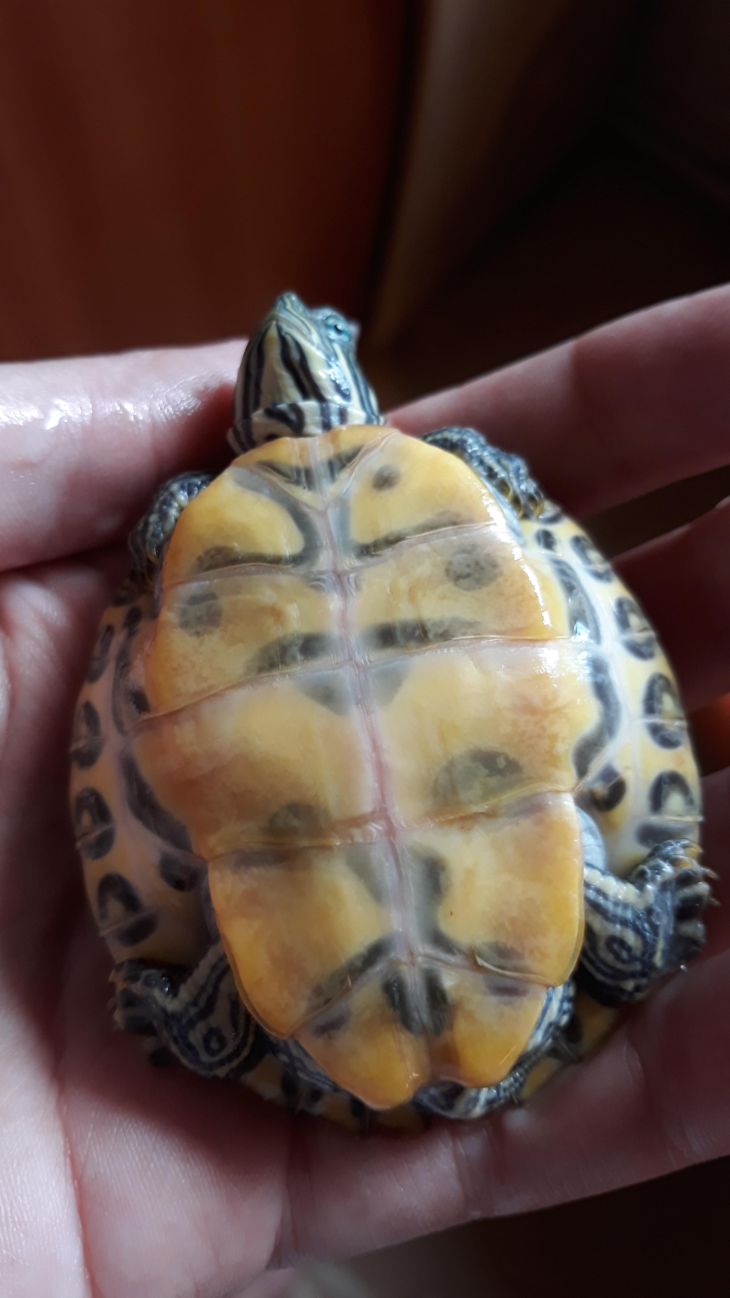 Red lines on the turtle (river cooter) shell, should I be worried? She