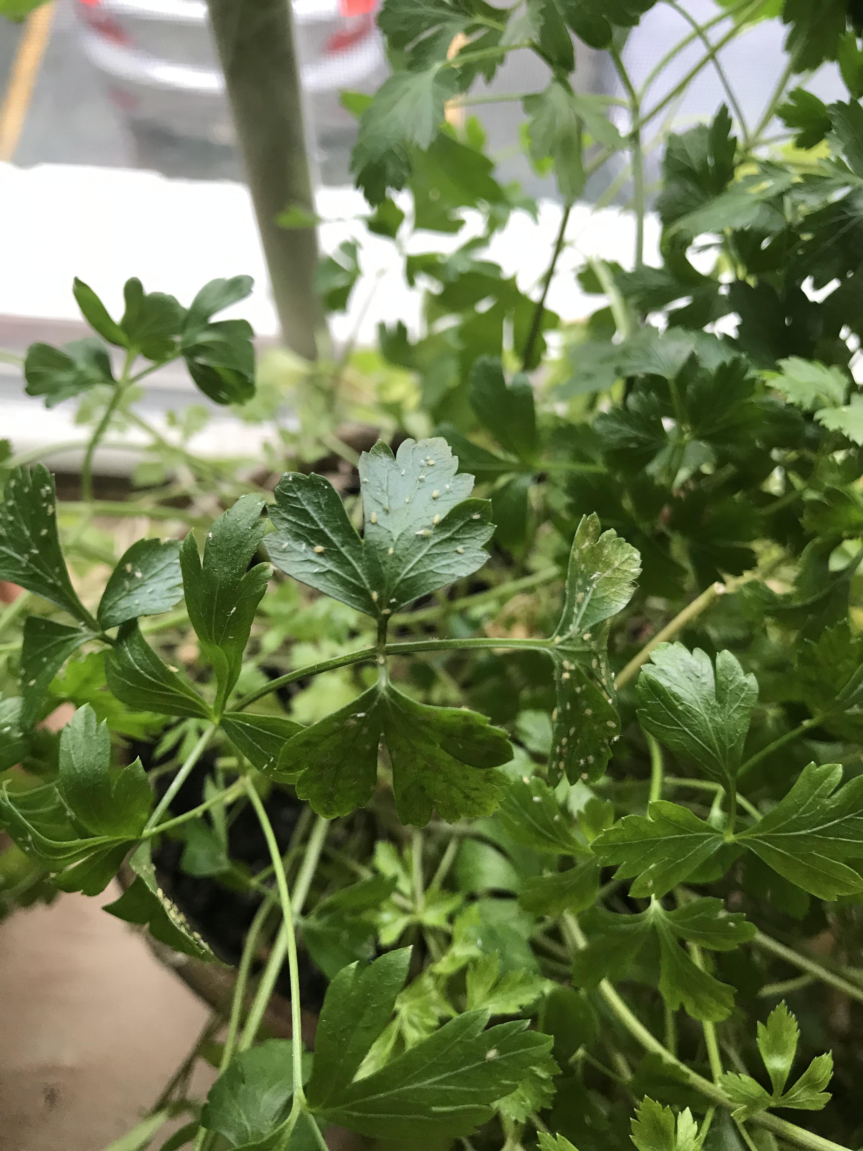 Noticed these tiny white bugs on my parsley this morning. What are they