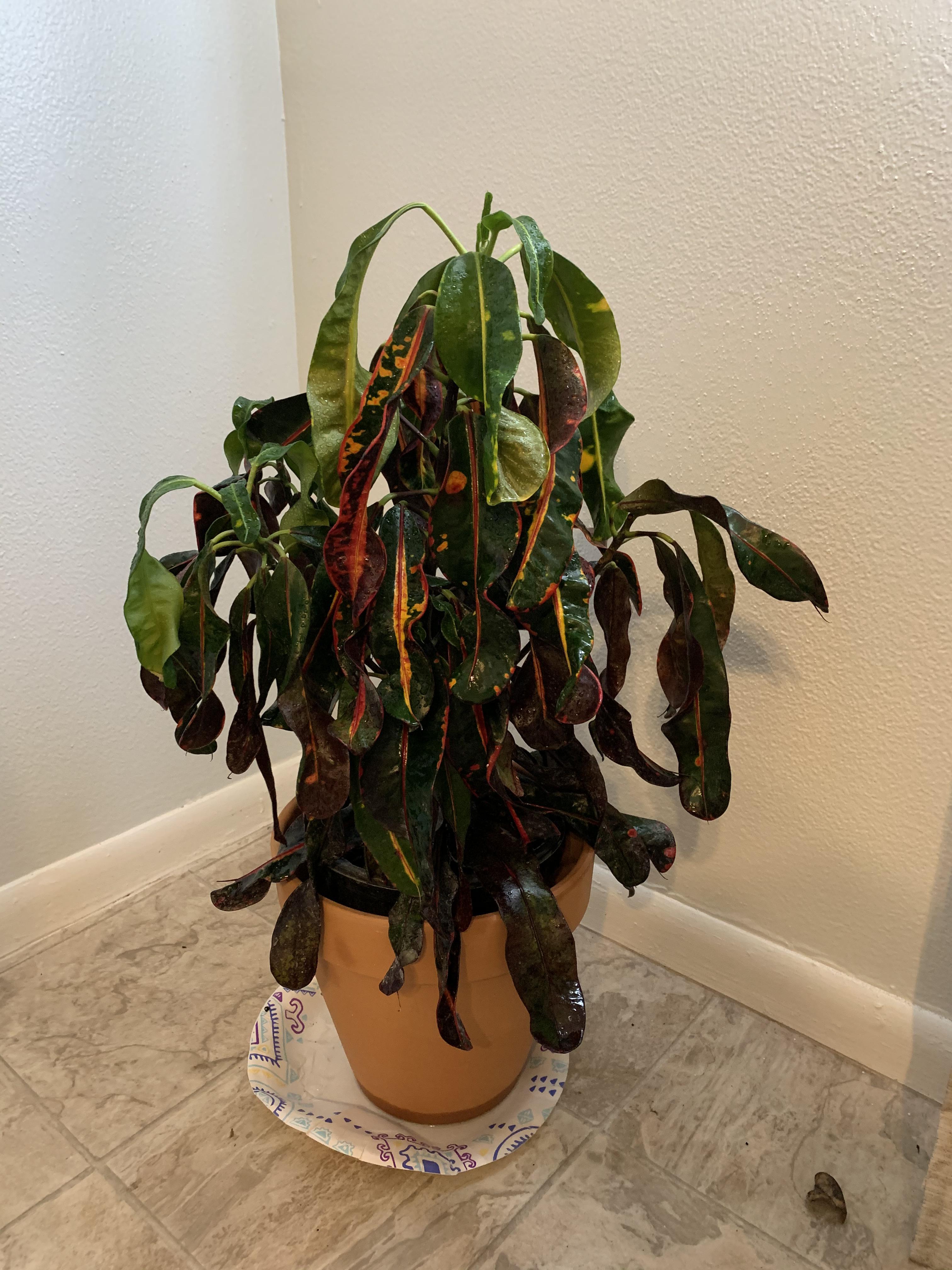 My crotons are dying! Put it outside my apartment and days later all