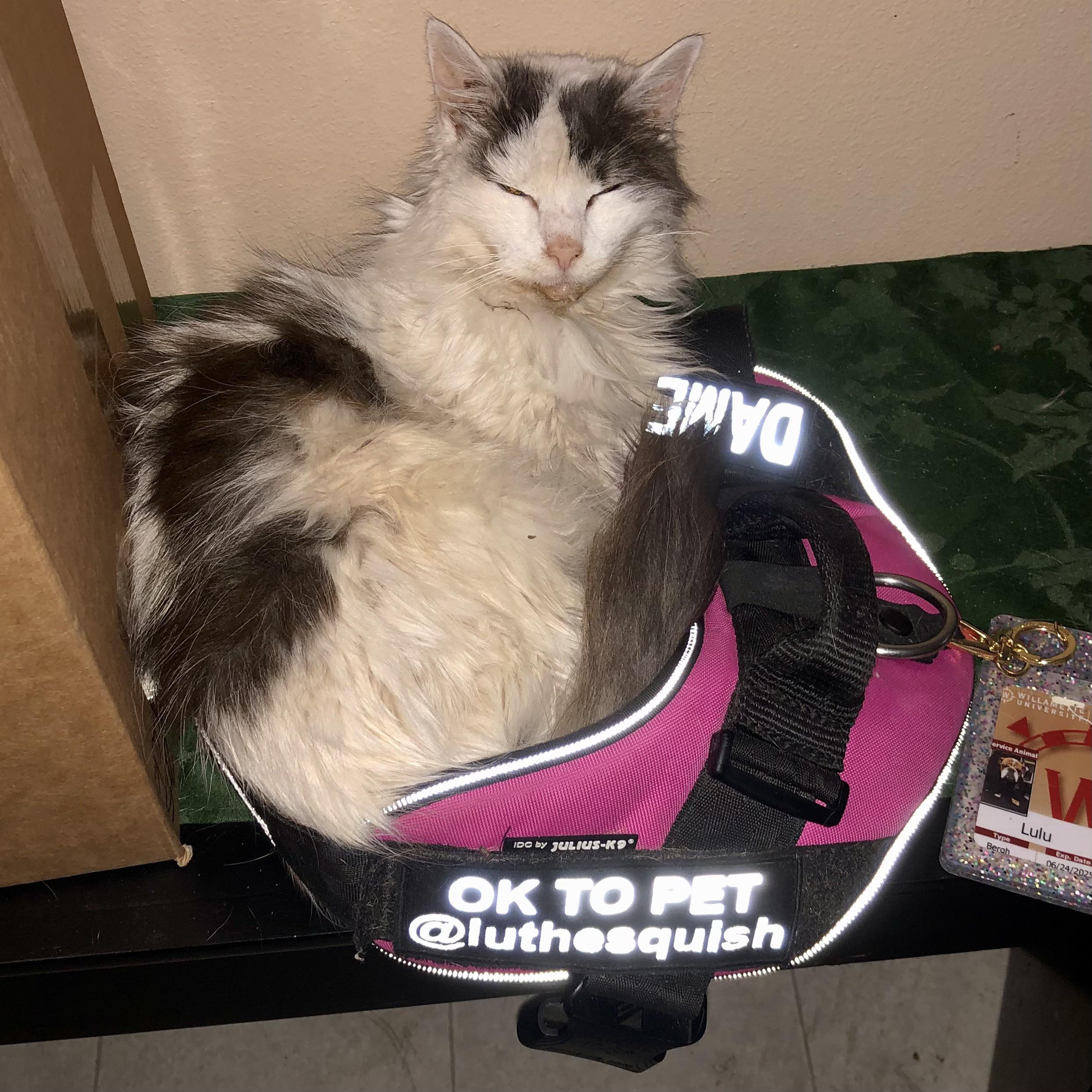 Dear sweet Zoey crossed the rainbow bridge after 18 years. This was one