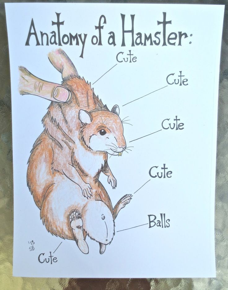 An accurate diagram of a Male hamster r/hamsters
