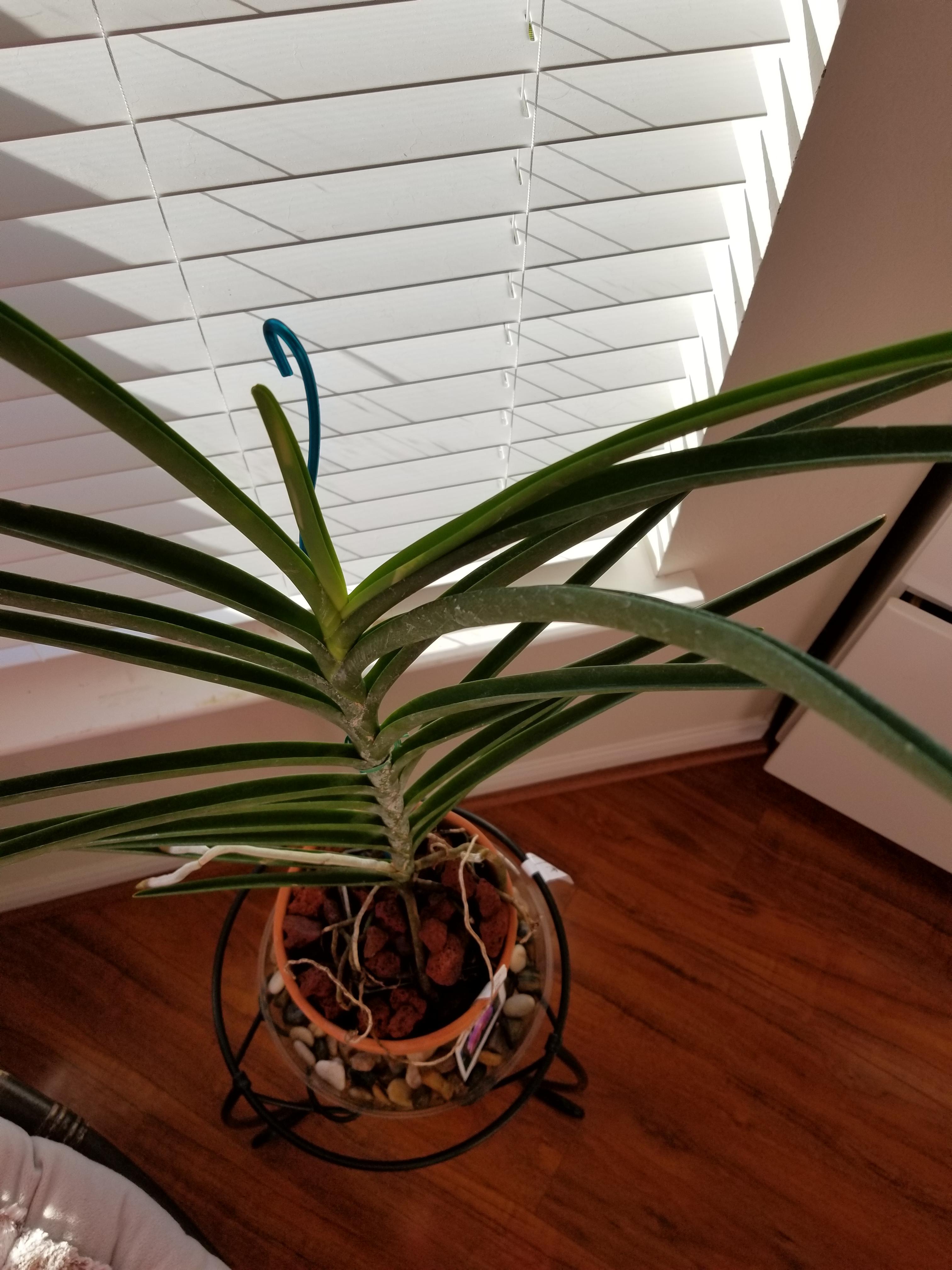 Why are my vanda leaves turning side ways? r/orchids