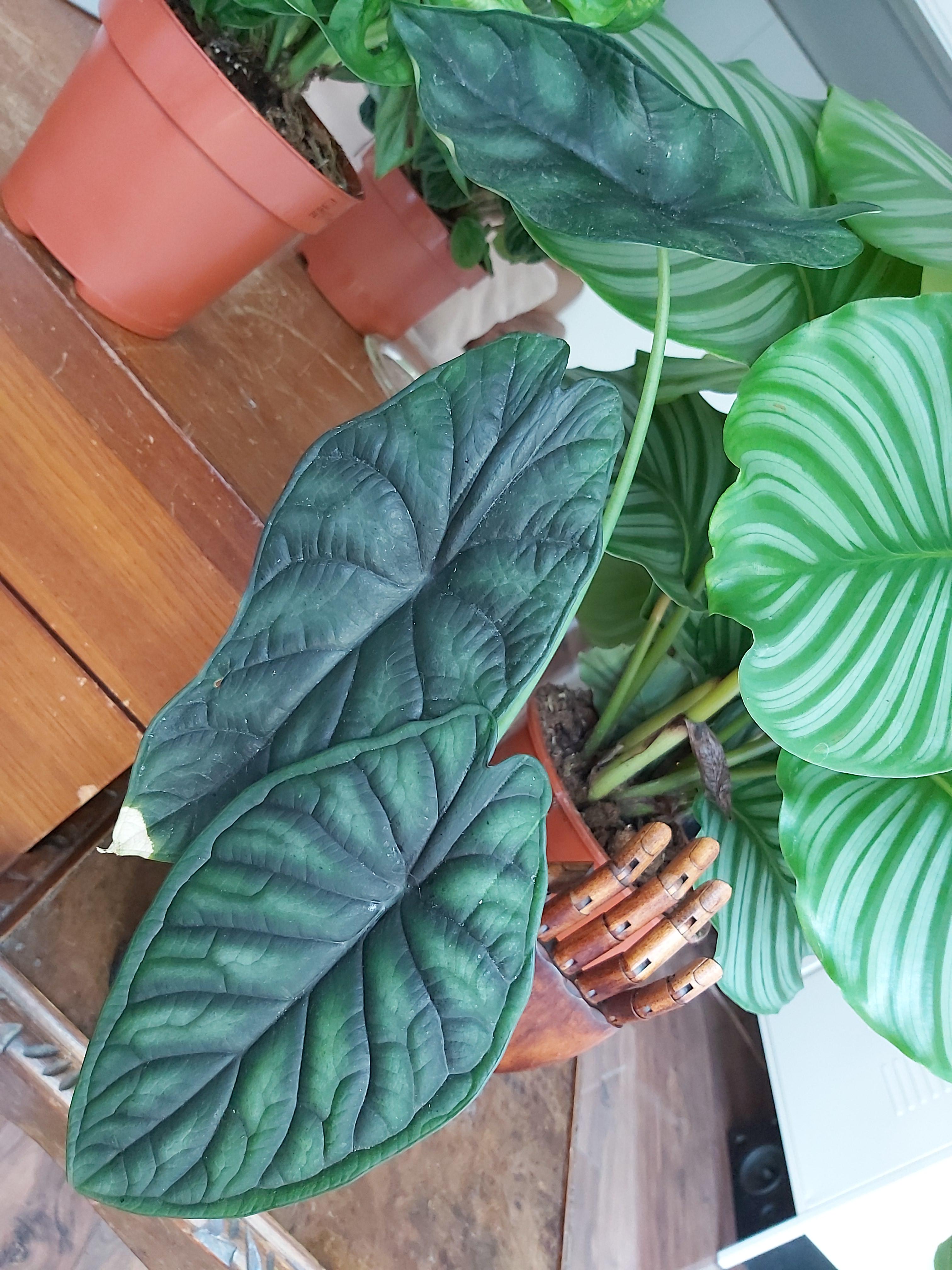 Al Ocasia Cortez (Alocasia Dragon Scale). One of his leaves may be