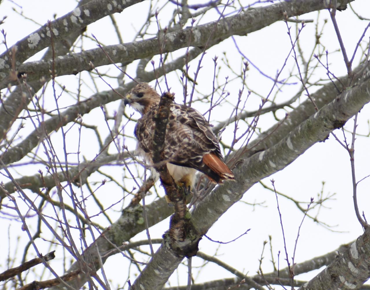 Finally got a good pic of a RedTailed Hawk. Long Island, NY r/birding
