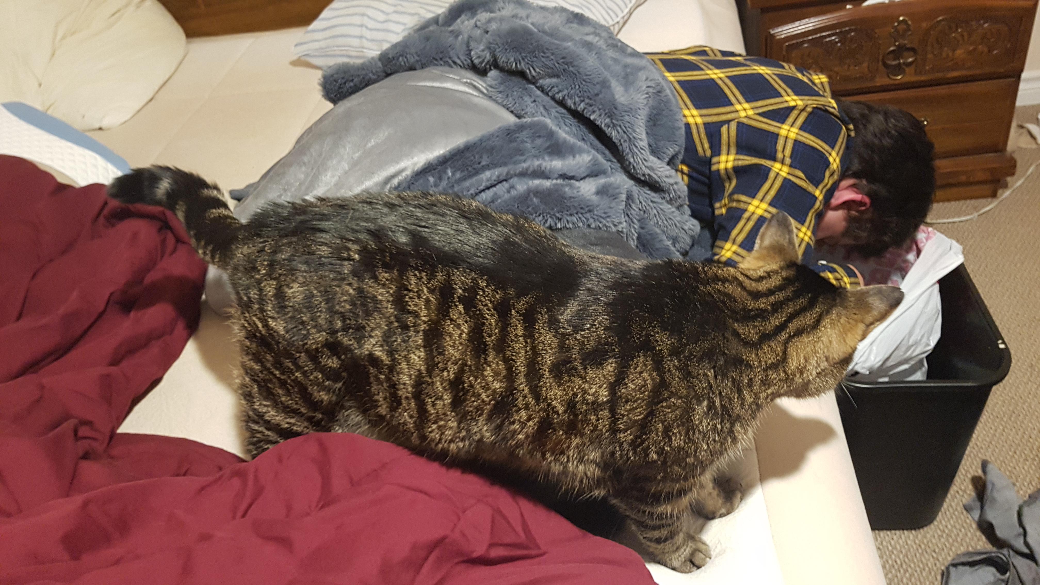 Worried cat stood by his owner for a while to make sure he's okay after