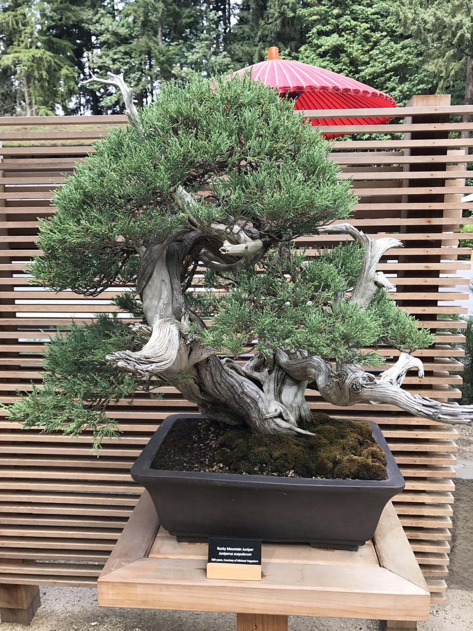 500 year old Juniper at The Portland Japanese Garden r/Bonsai