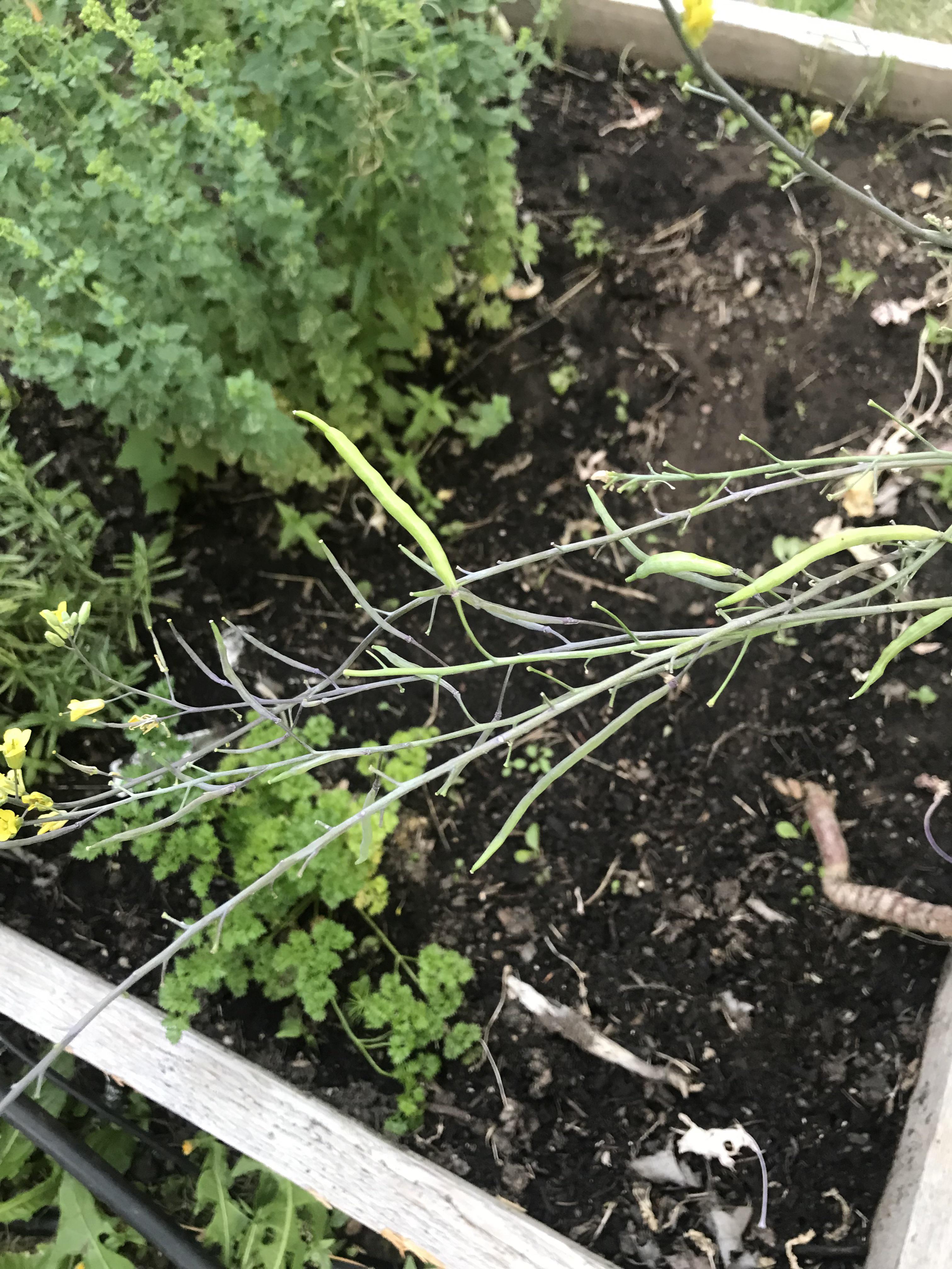 My Kale flowered and then grew beans.. normal? What to do with them