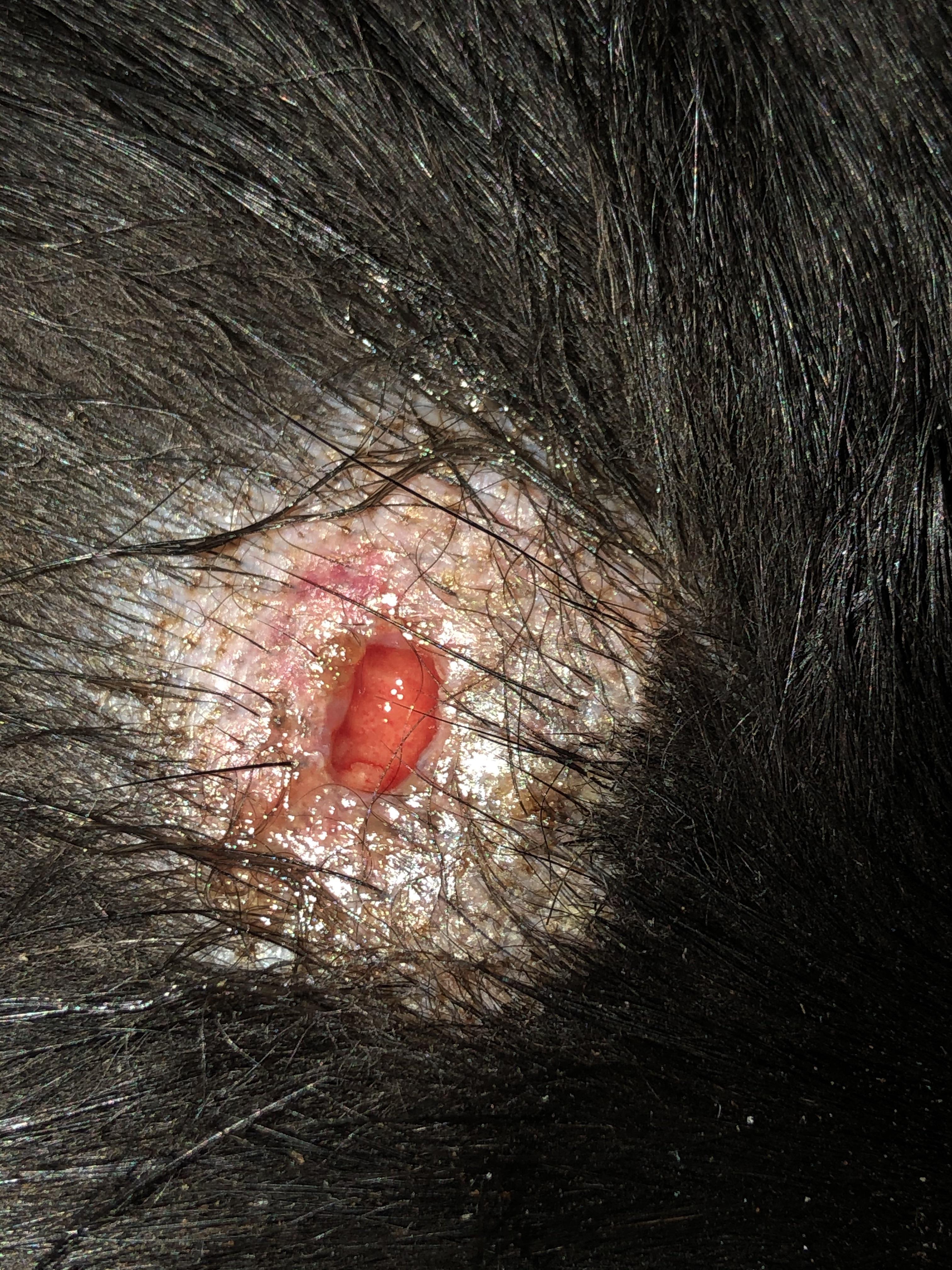 Dog has open wound. My dog has this open wound. It had