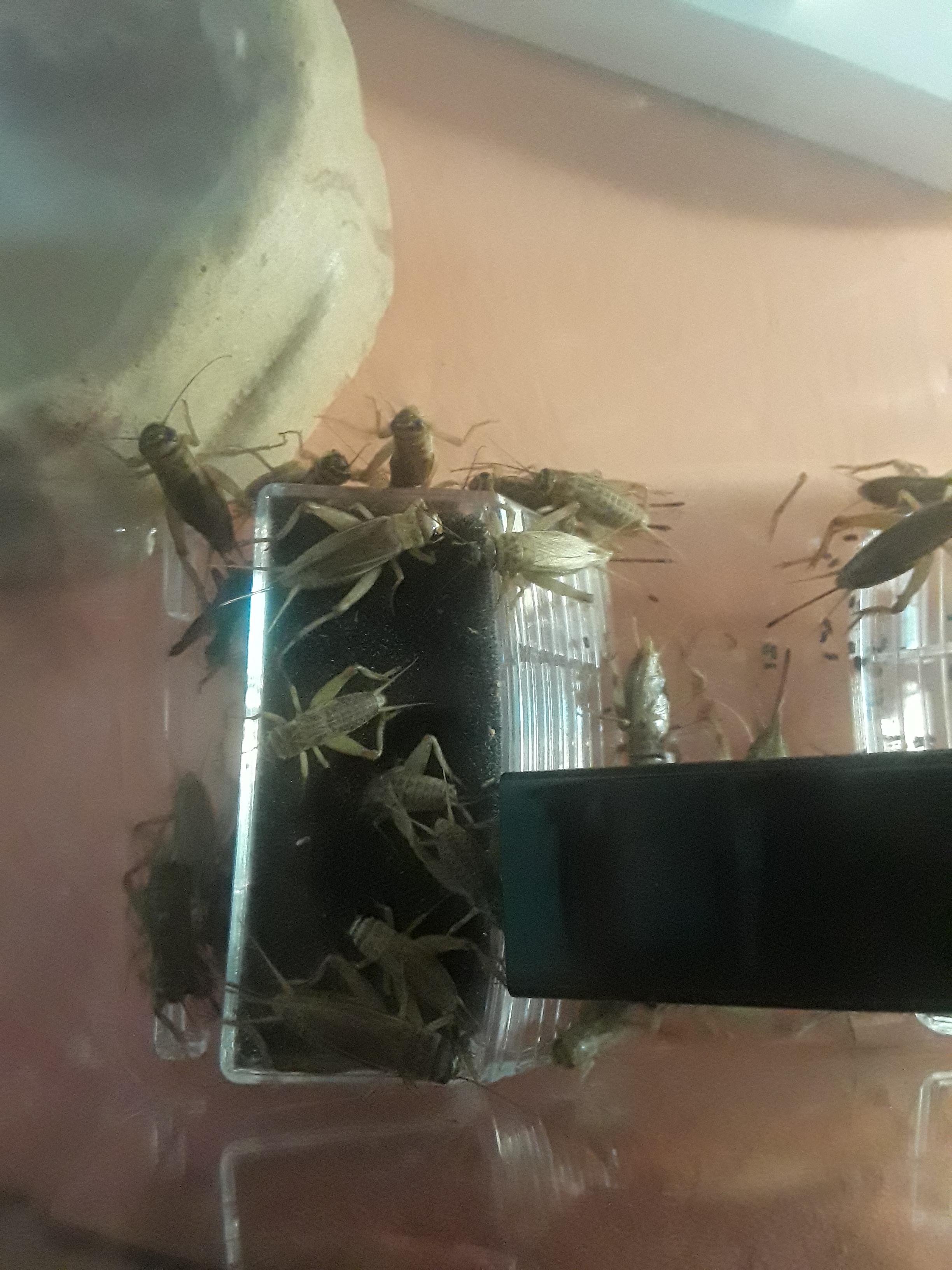 My crickets ate the foam their water was in... is it still okay to feed