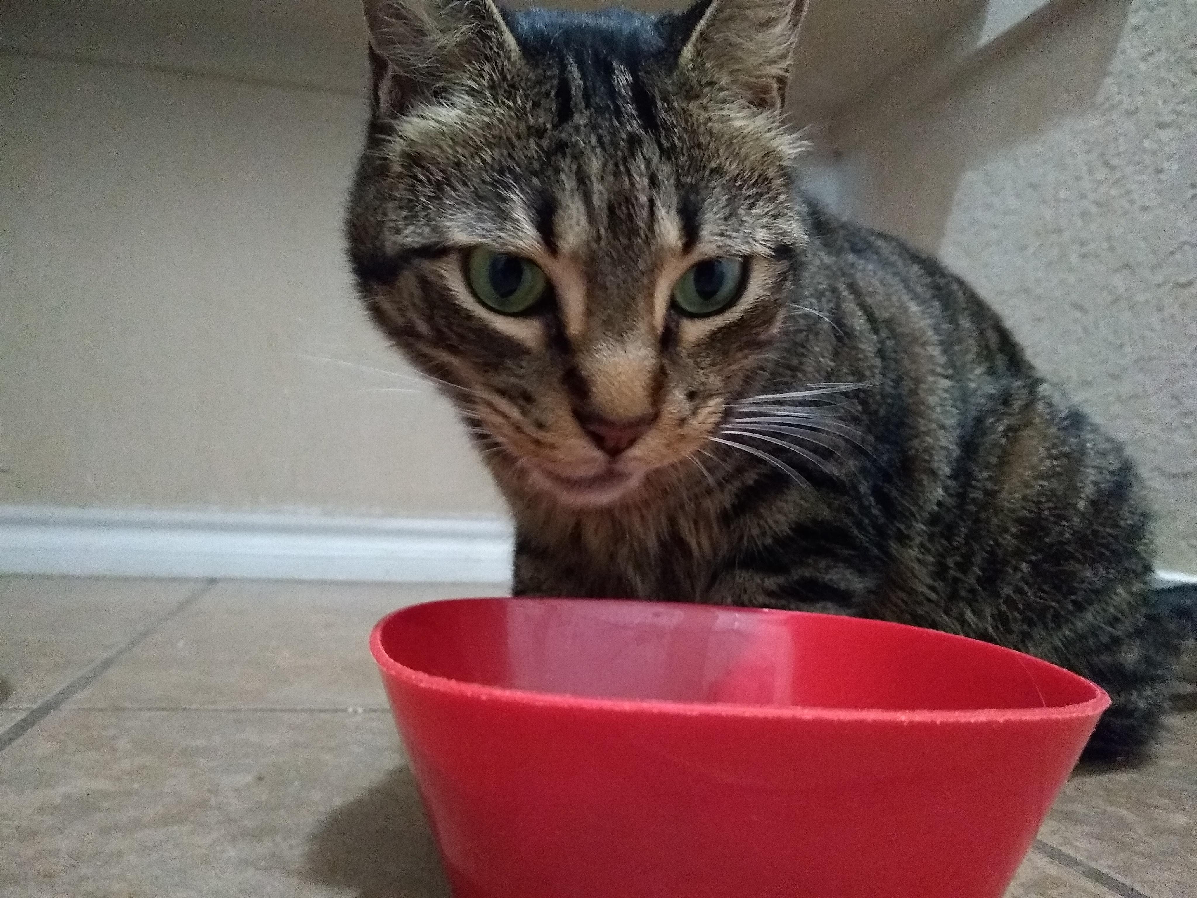 My Mackerel Tabby cat named Snickers eating r/cats