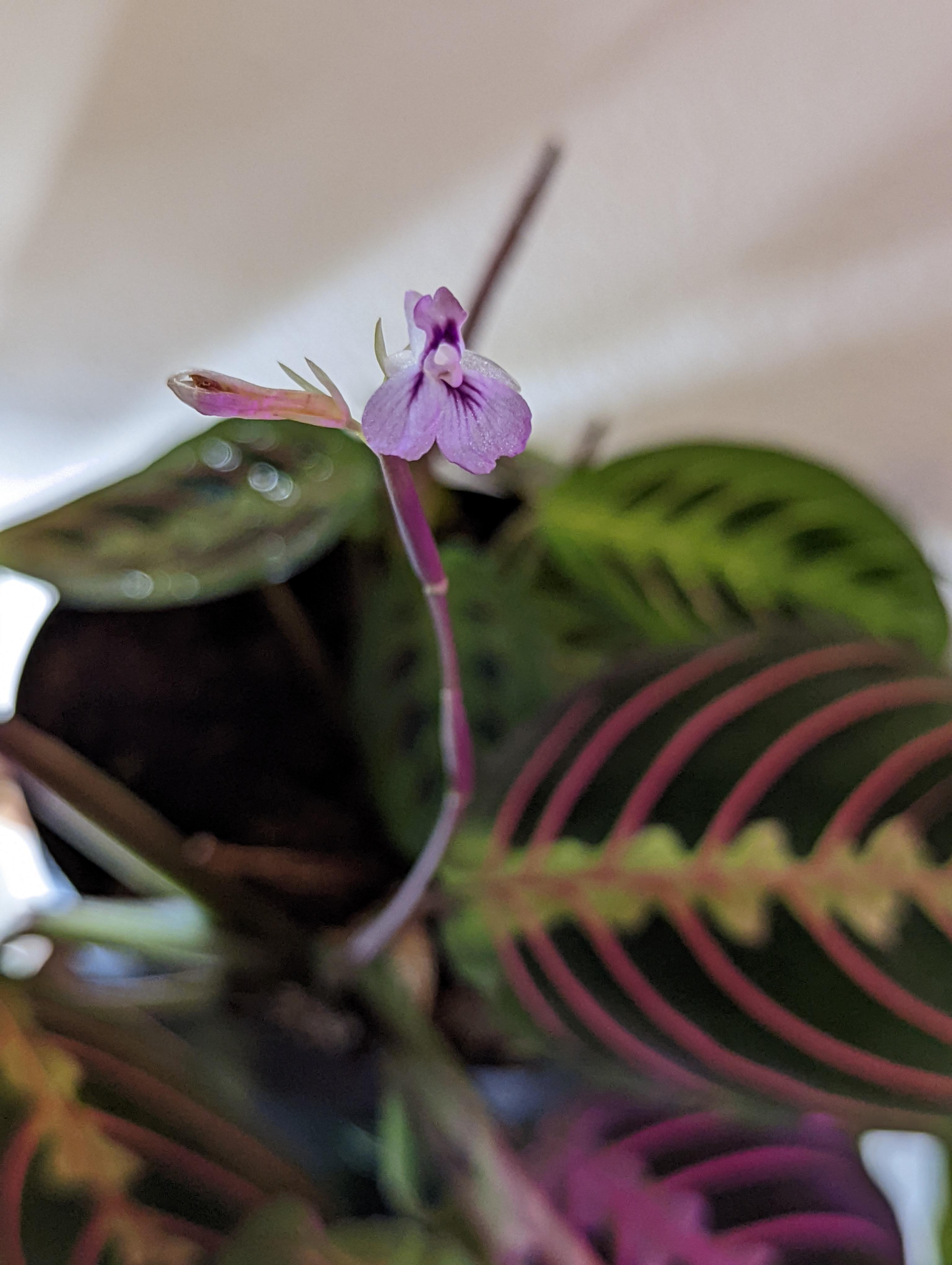 posted here last week, but here's a picture of my red maranta finally blooming! r/calatheas