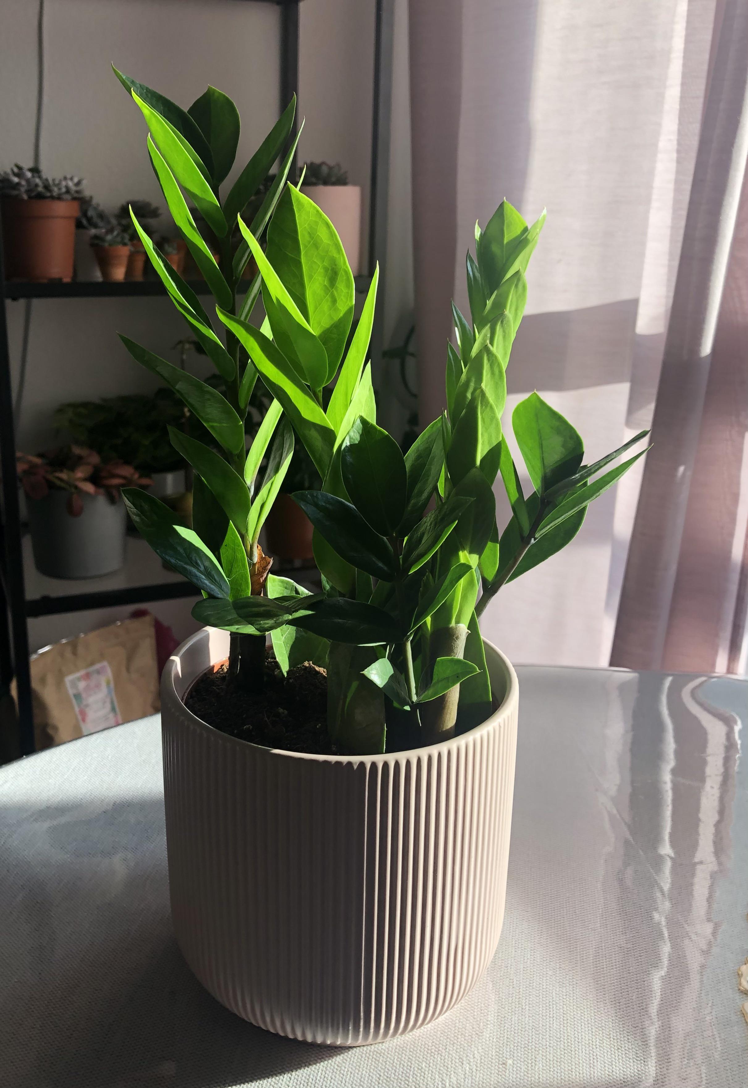 My new plant. Present from my boyfriend 🪴 🎁