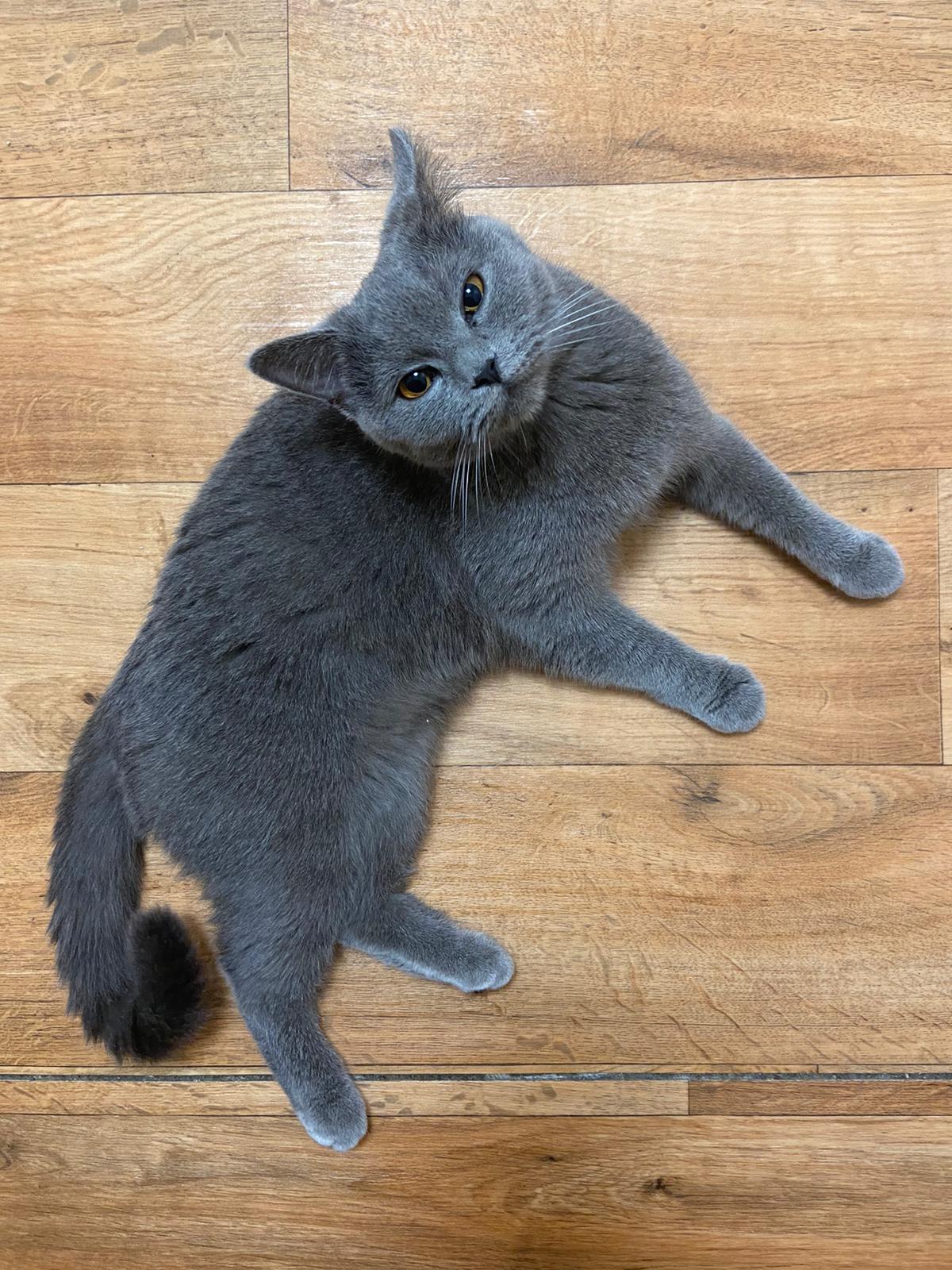 Russian Blue Vs Chartreux — The Little Carnivore atelieryuwa.ciao.jp