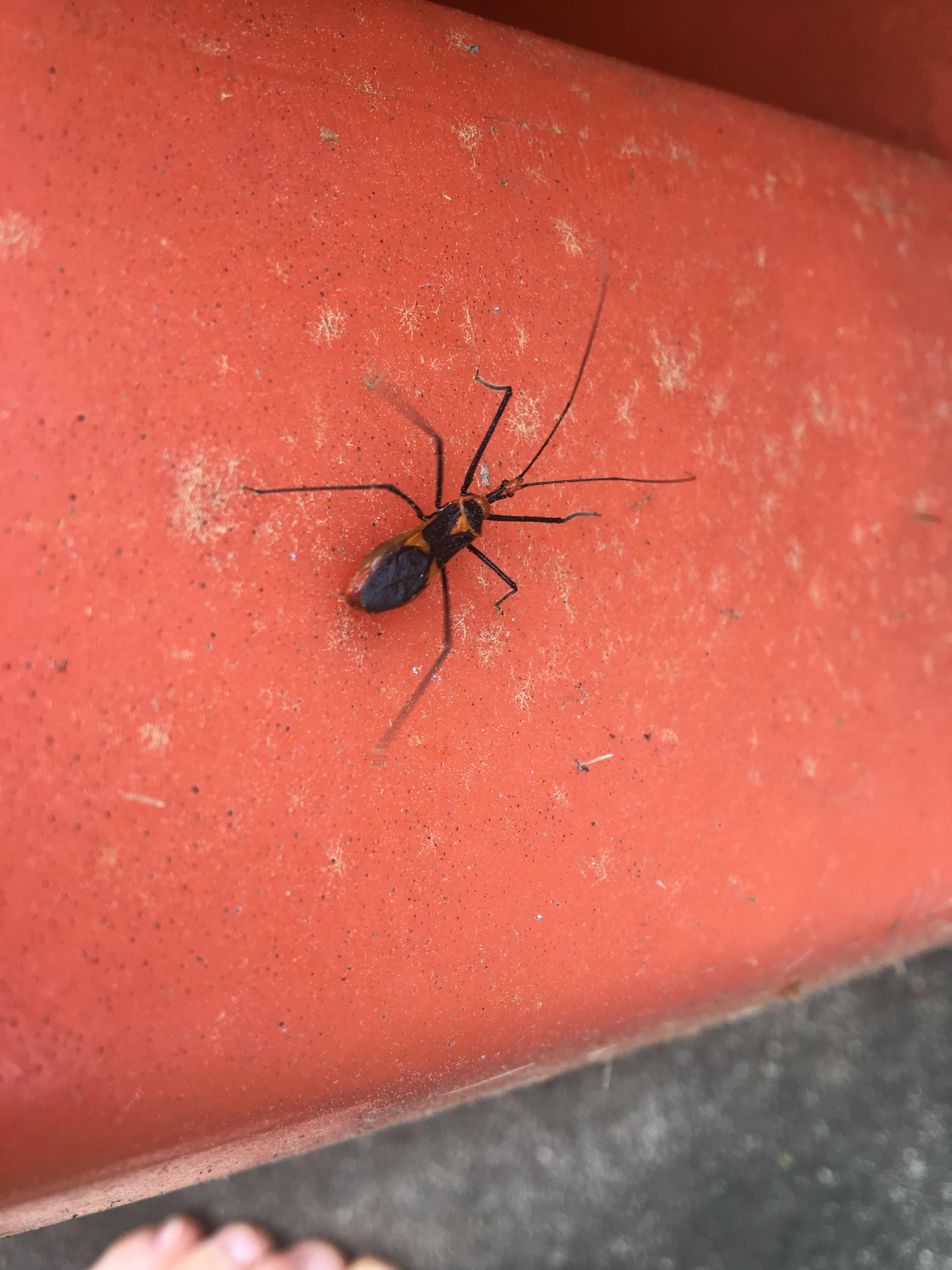 Orange and black bug around half an inch in HOU TX whatsthisbug