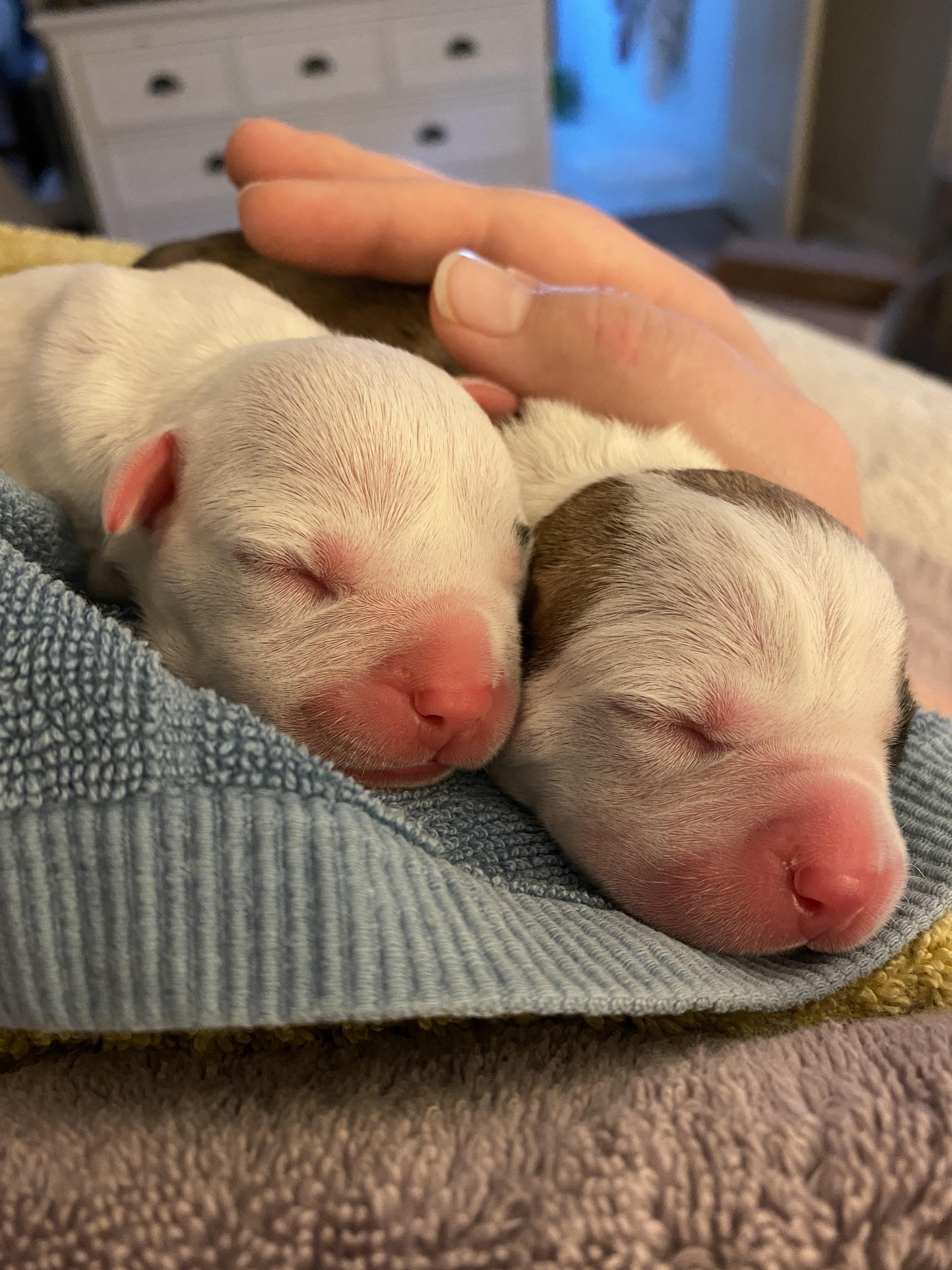Hello, world! We were just born today. r/aww