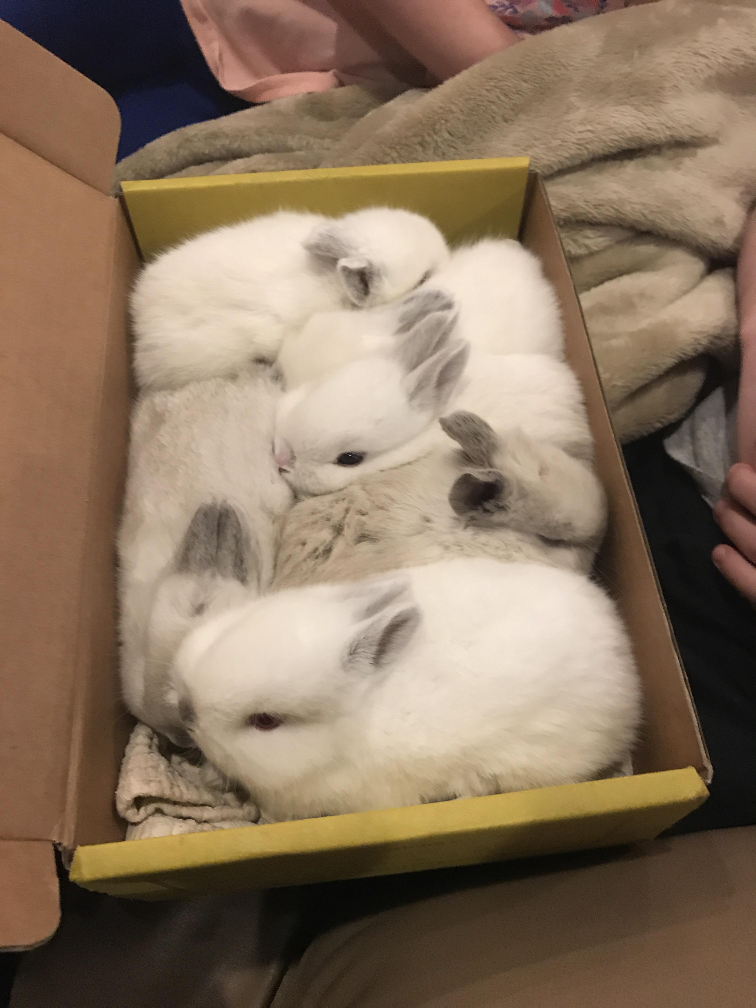 A box full of bunnies. These guys used to fit in this box. It’s
