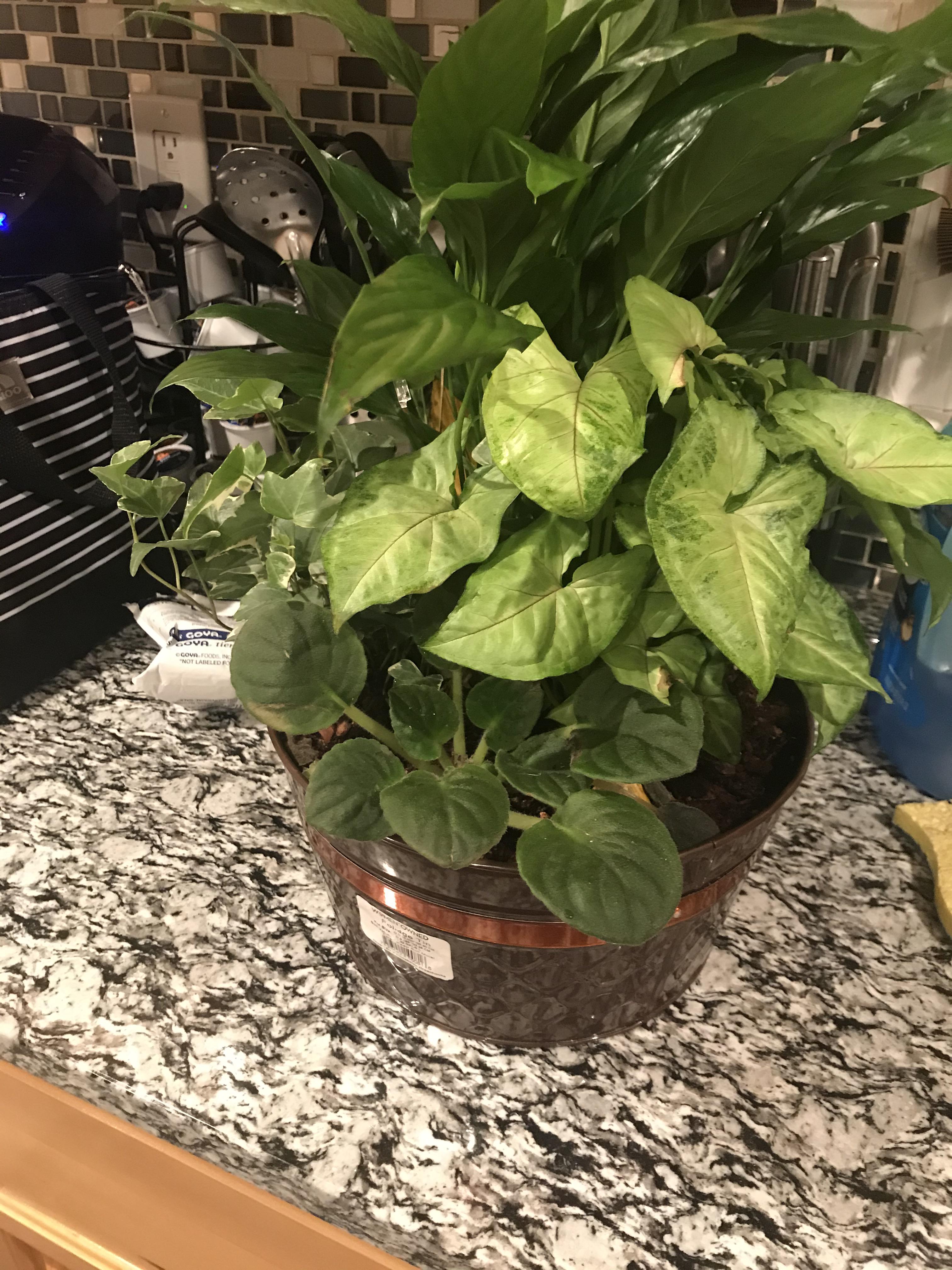 My MIL gave this variety pack to us as a housewarming gift. What are