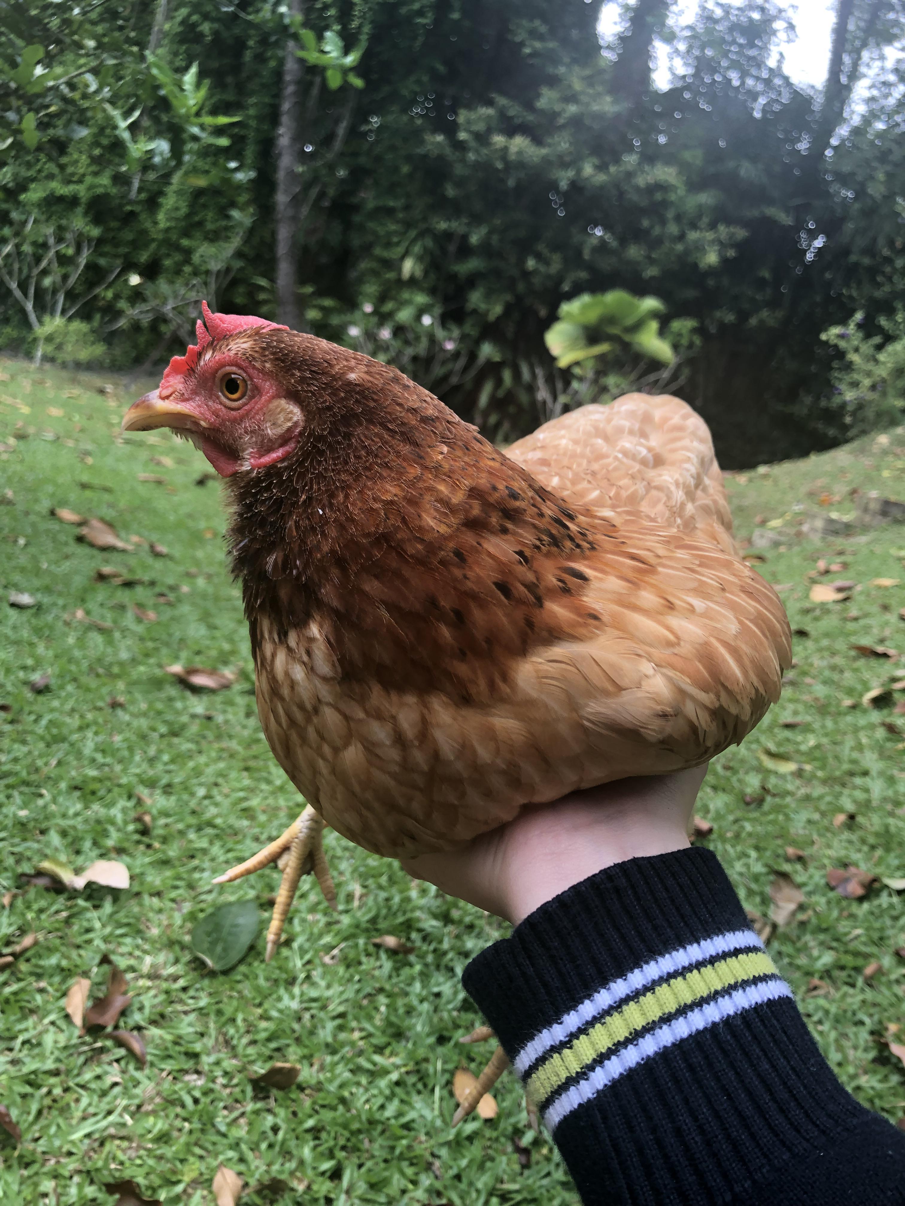 Palm of Chicken r/chickens