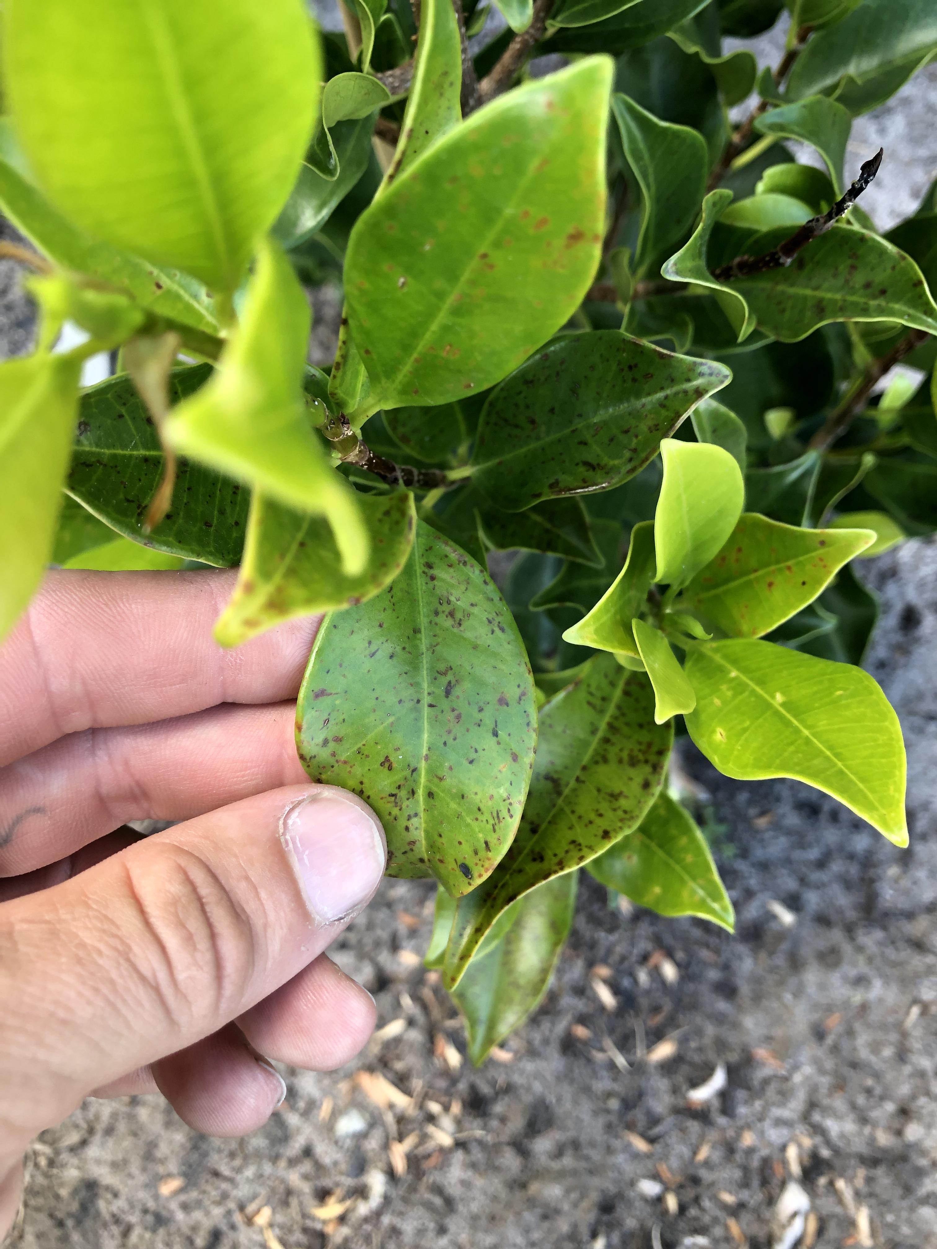 What are these brown dots on my ficus? Located in Melbourne Australia