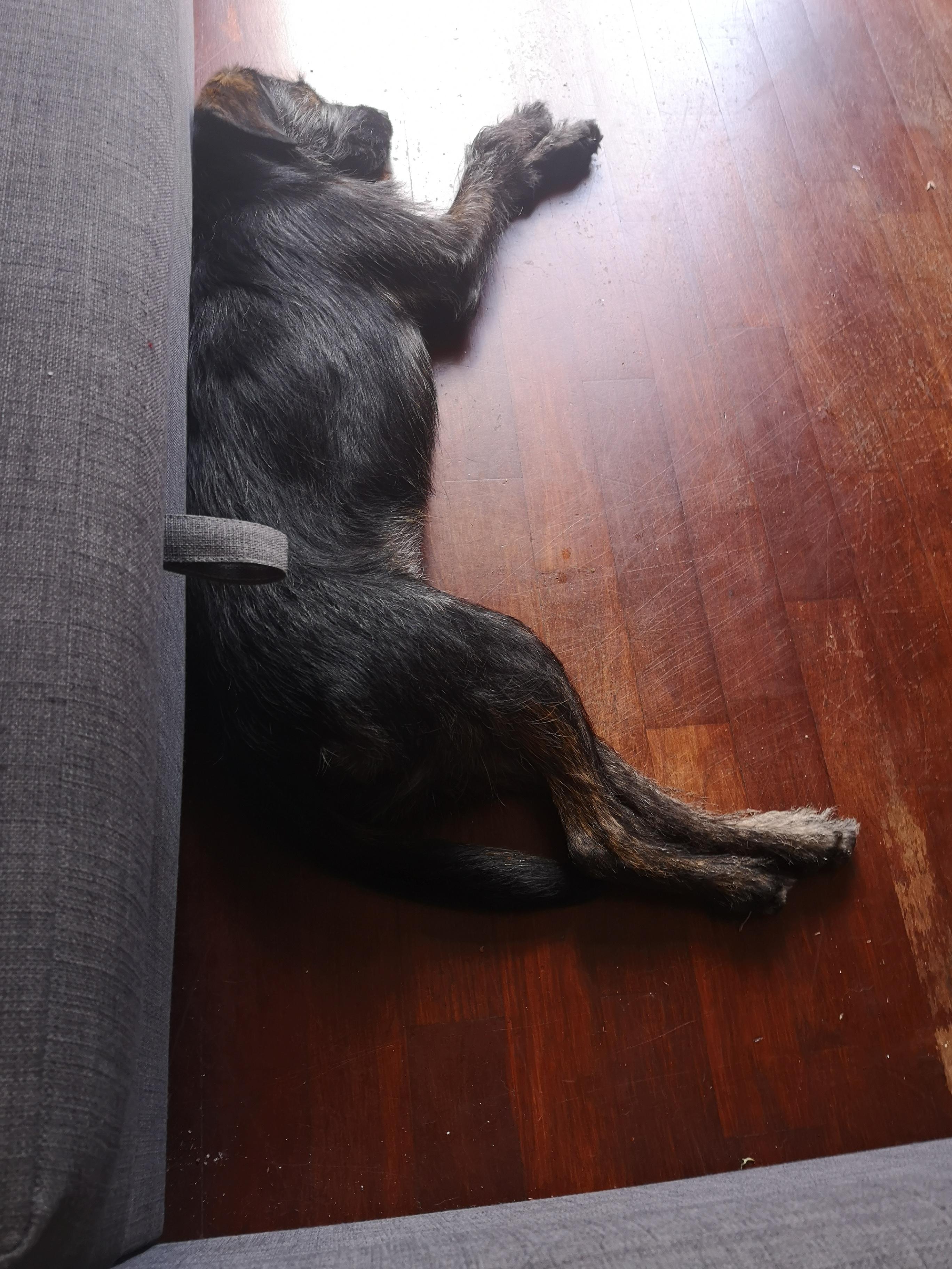 8mo Zero. She has always preferred this spot on the floor beside the