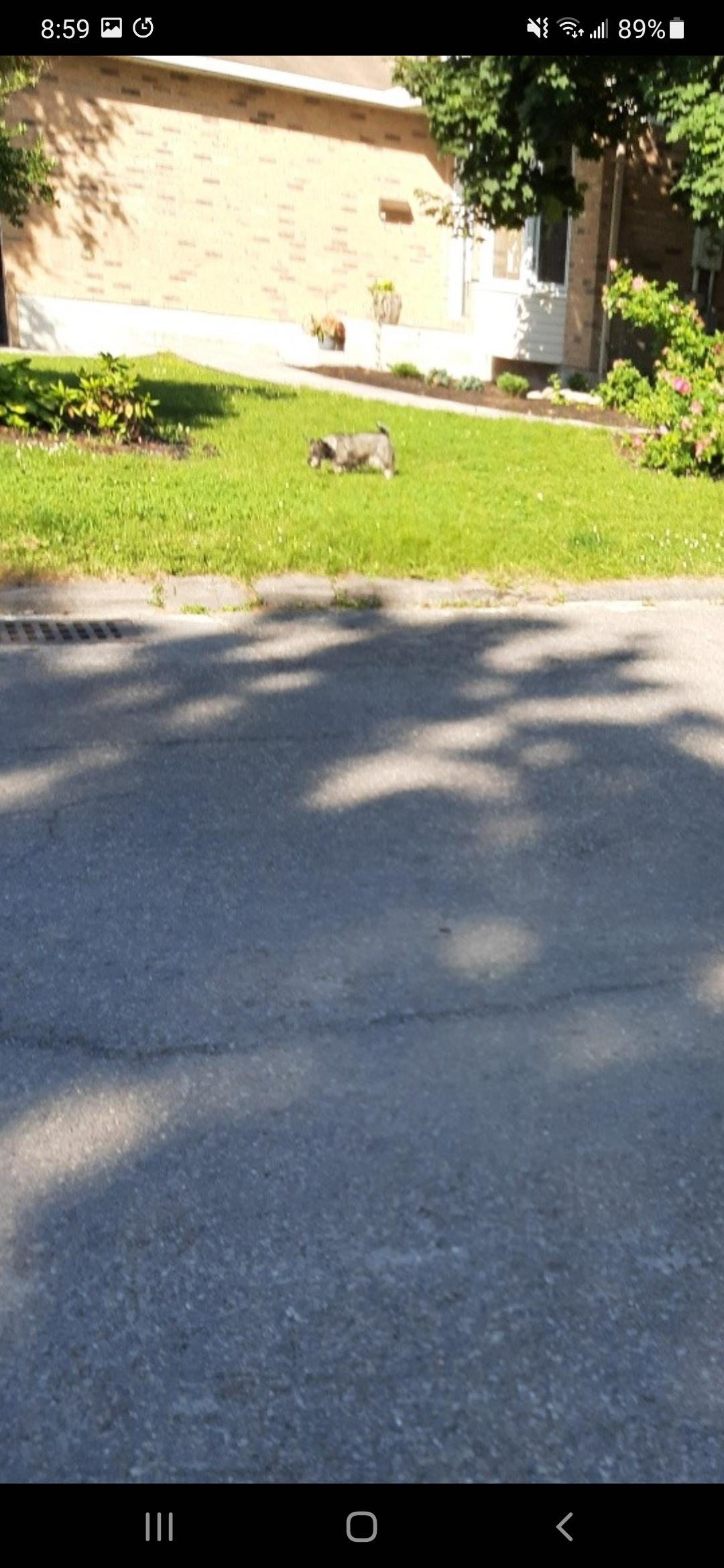 Any one Missing dog? seen on Mclennan way r/ottawa