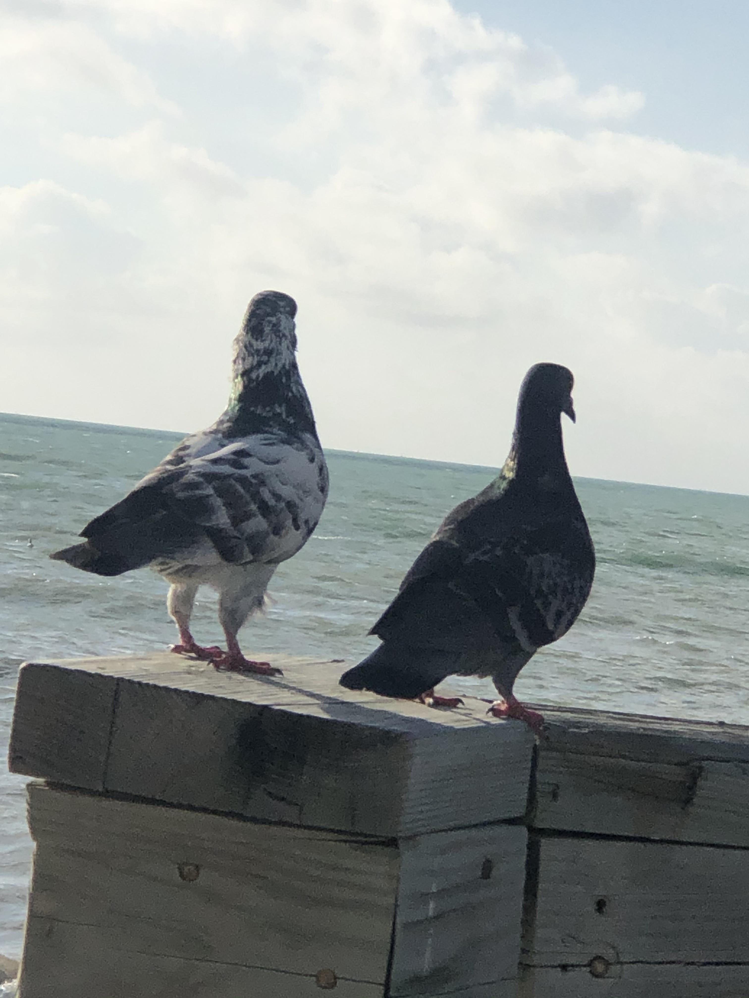 Calico pigeon? Spotted in key west r/RealLifeShinies