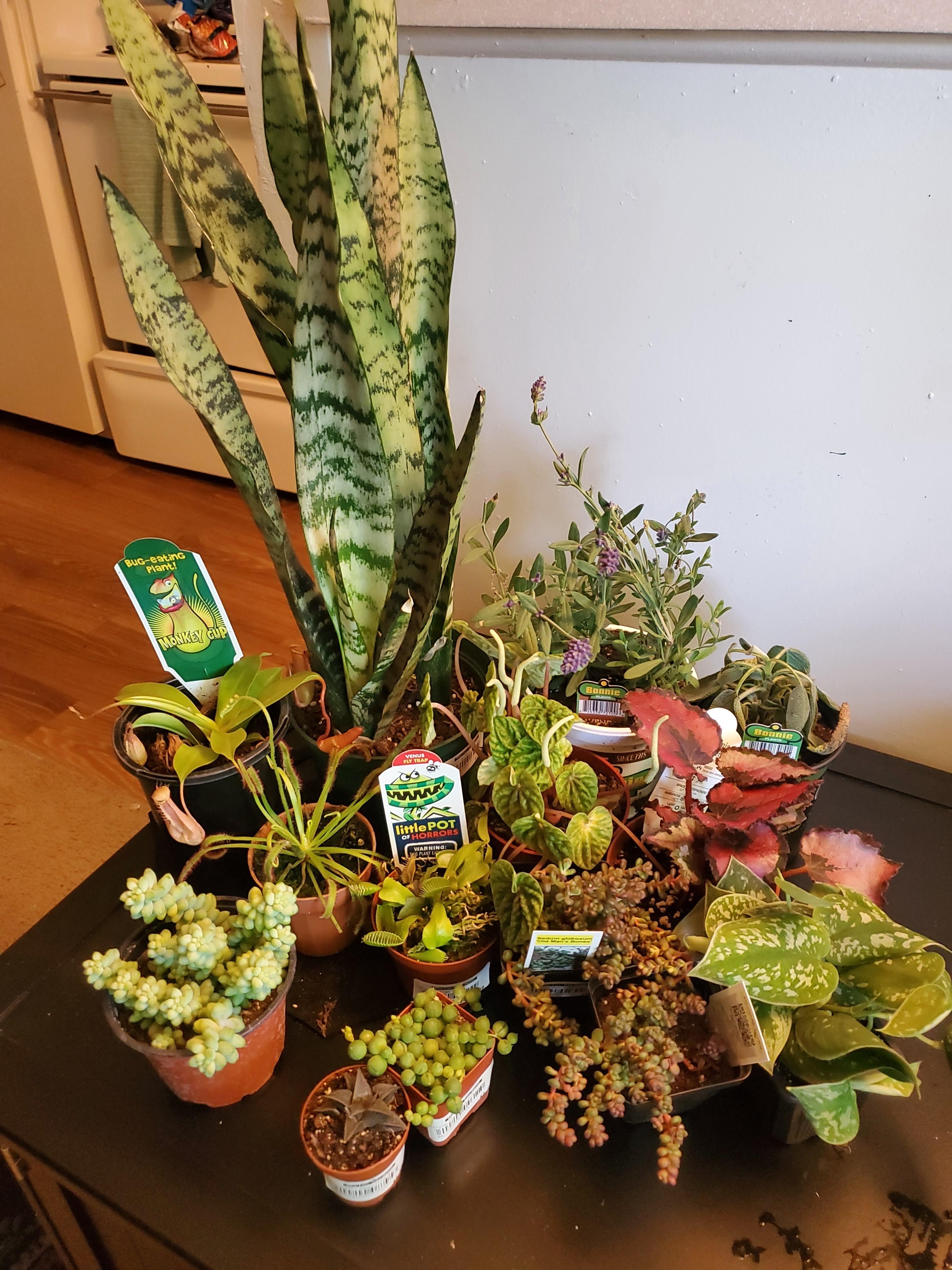 Today I learned that i cannot be trusted in the plant store alone