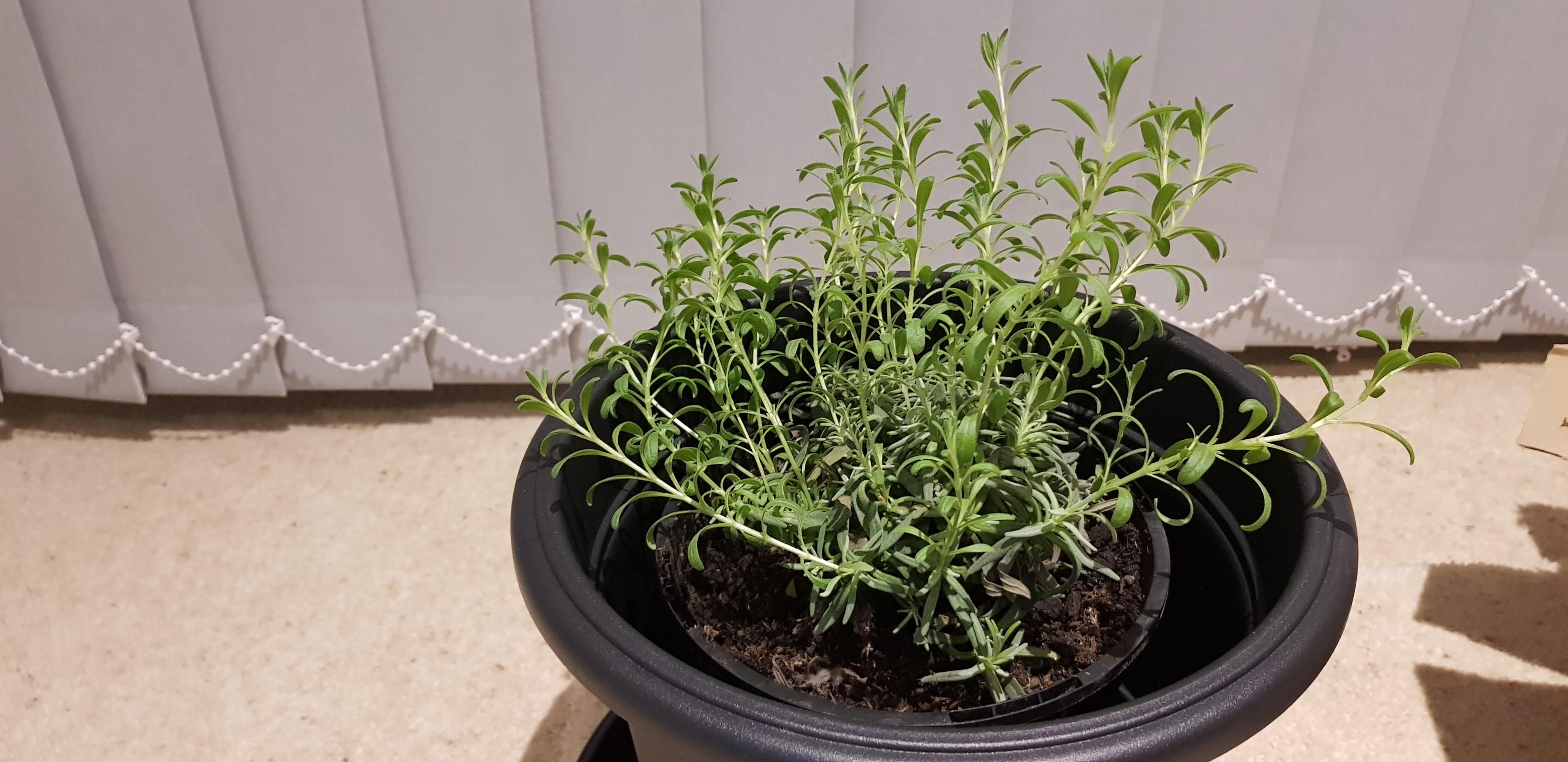 Why is my lavender collapsing r/plantclinic