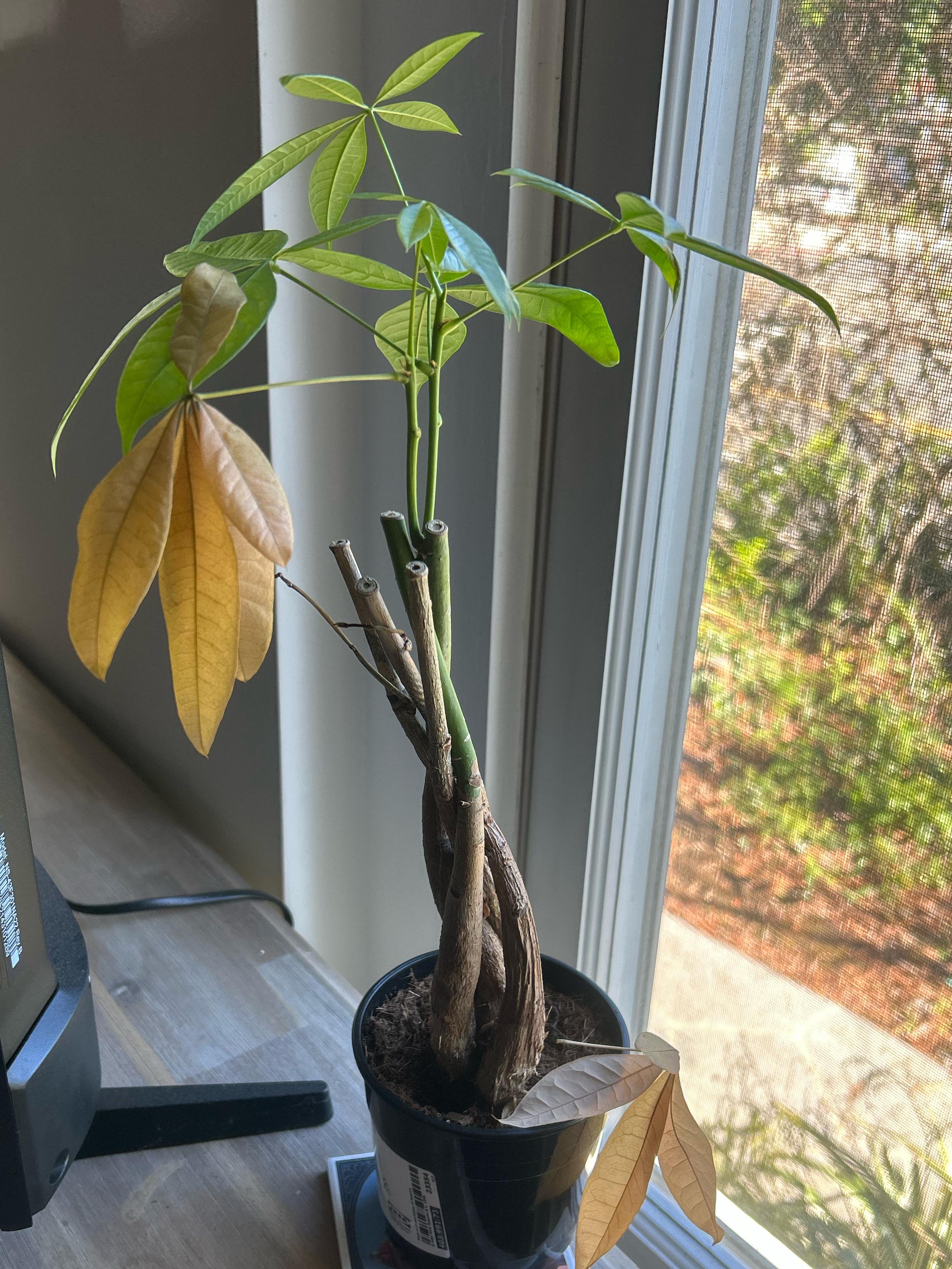 Why is my money plant dying? (It’s not the rubber band thing) r