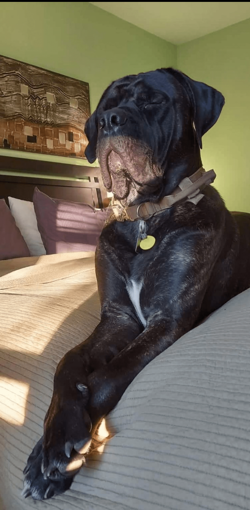 Meet Zeus! Aside from occasionally falling asleep upright he's a very