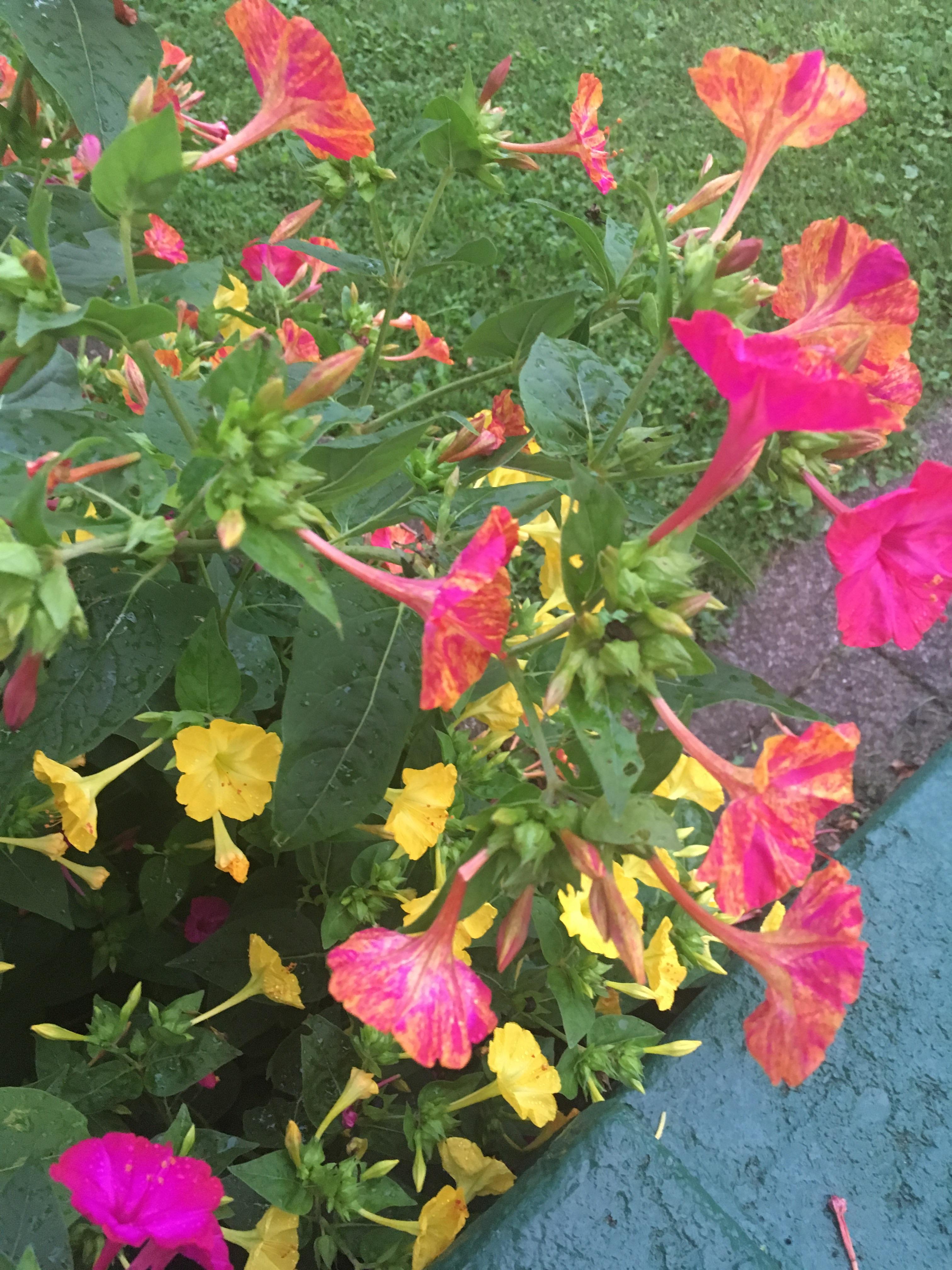 These 4 o clock flowers (Mirabilis jalapa) have gone from strictly