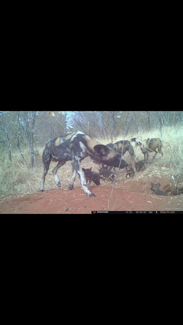 The Chundu pack introducing their five puppies • credit MK/Painted Dog