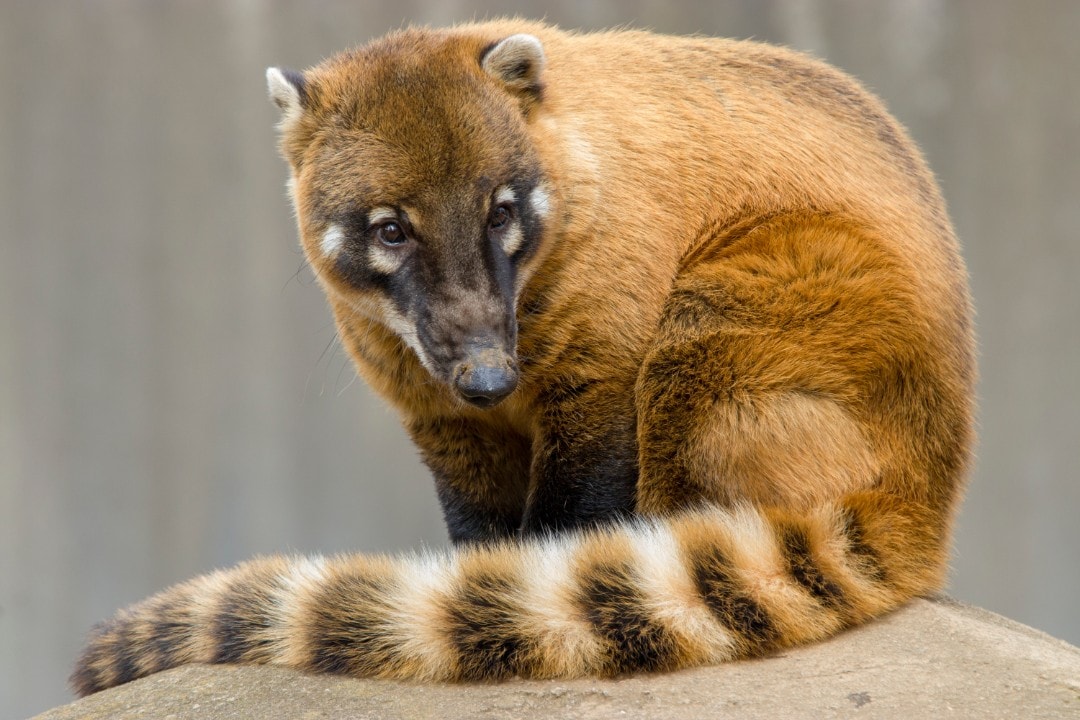 I want to share a wonderful relative of the trash panda, the trash red